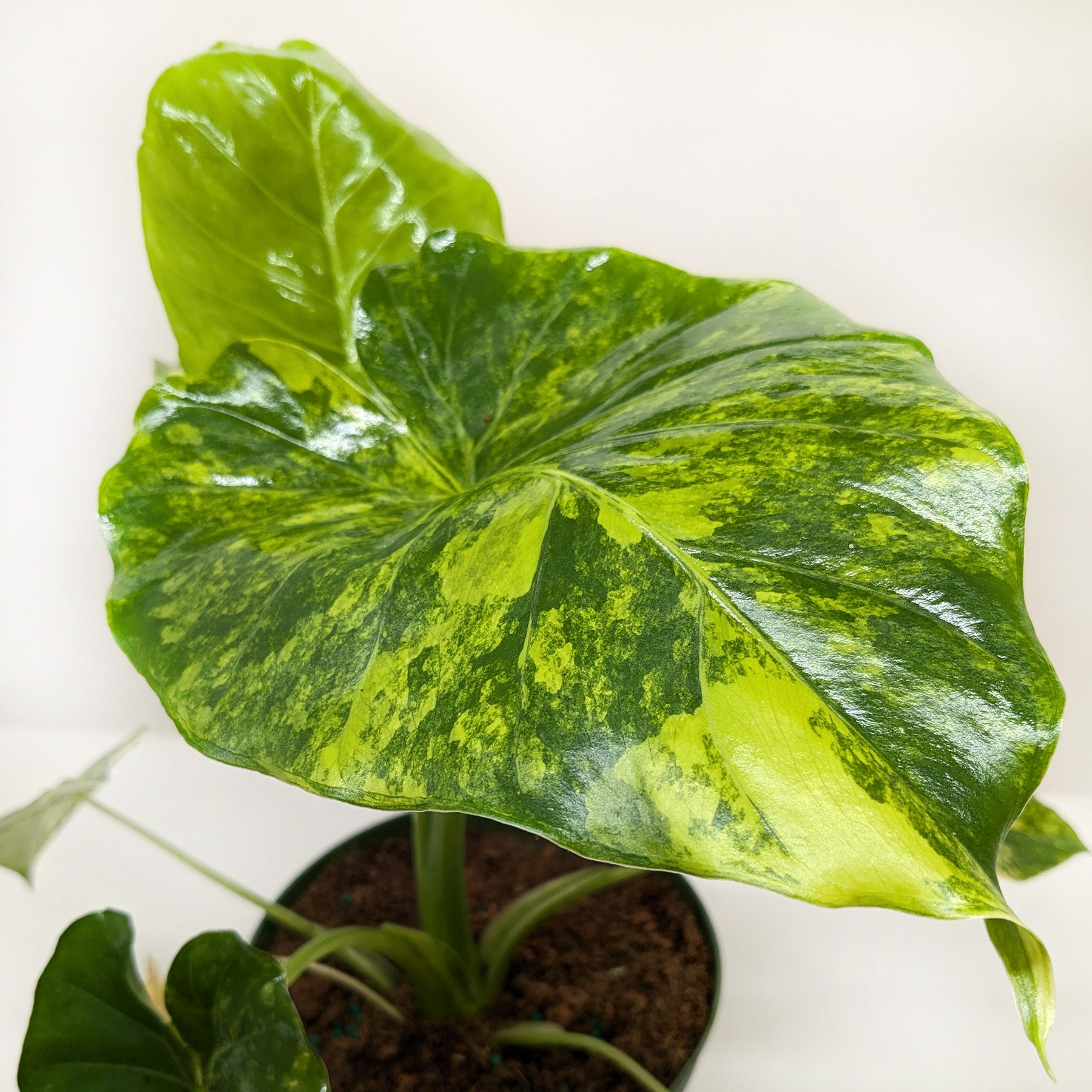 Philodendron Burle Marx Albo potted plant