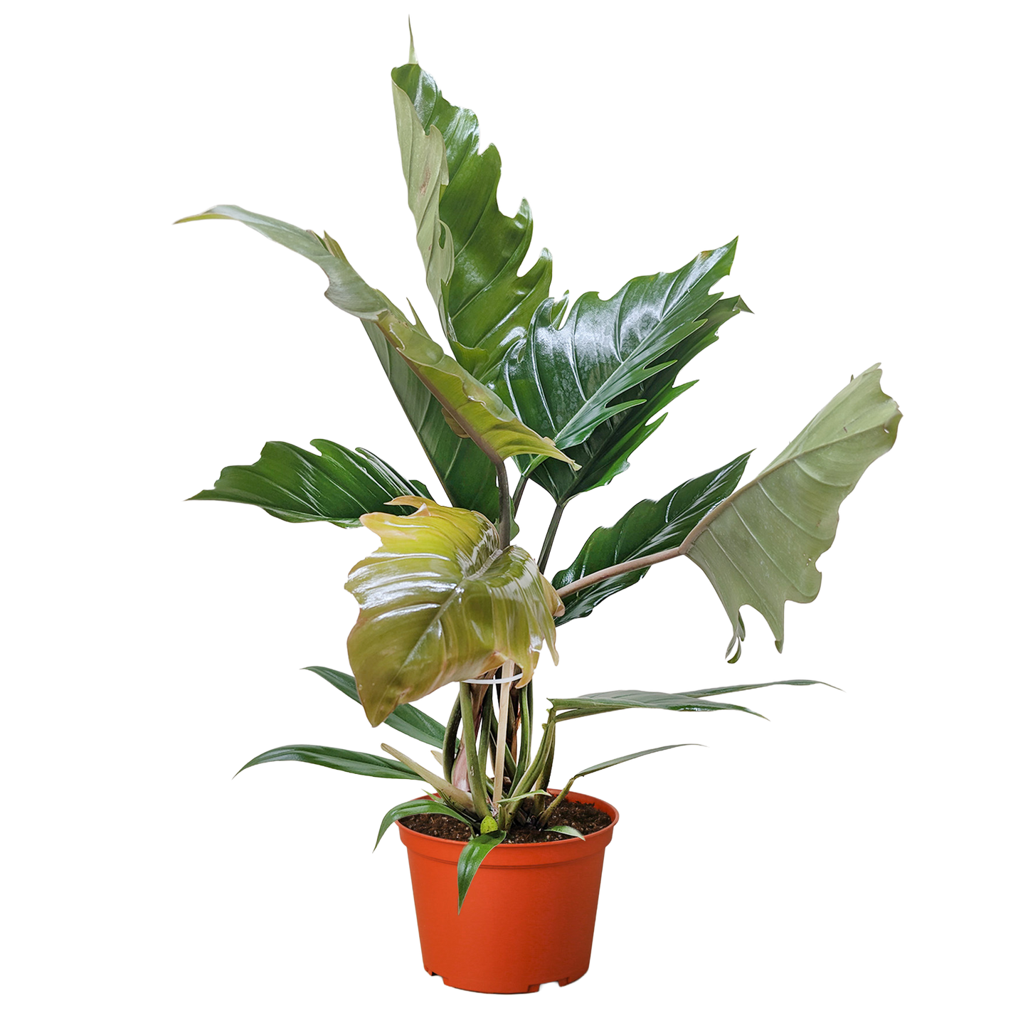 Philodendron Choco Empress potted plant