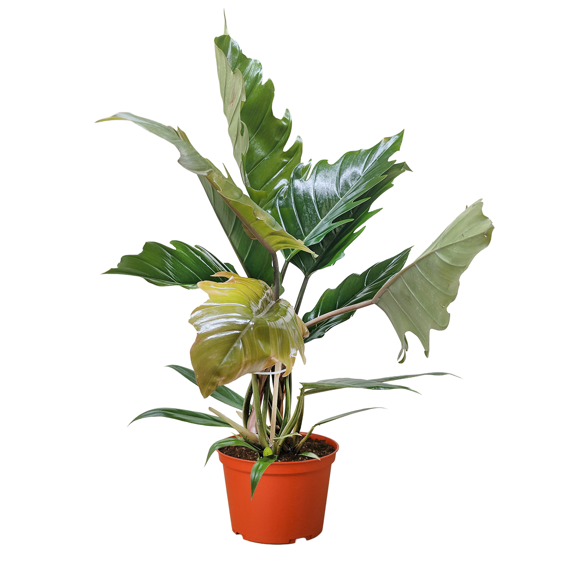 Philodendron Choco Empress potted plant