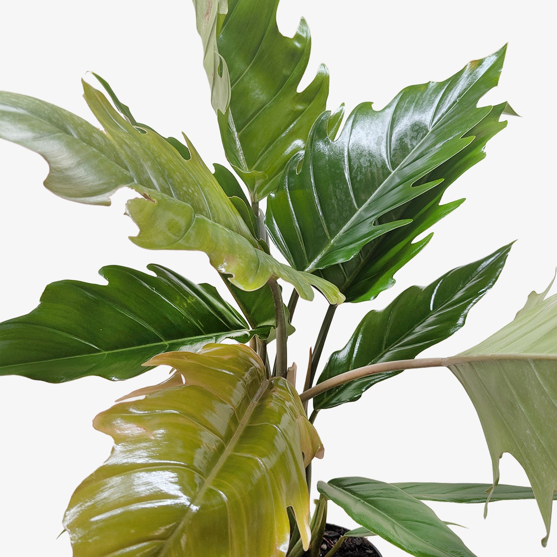 Philodendron Choco Empress potted plant