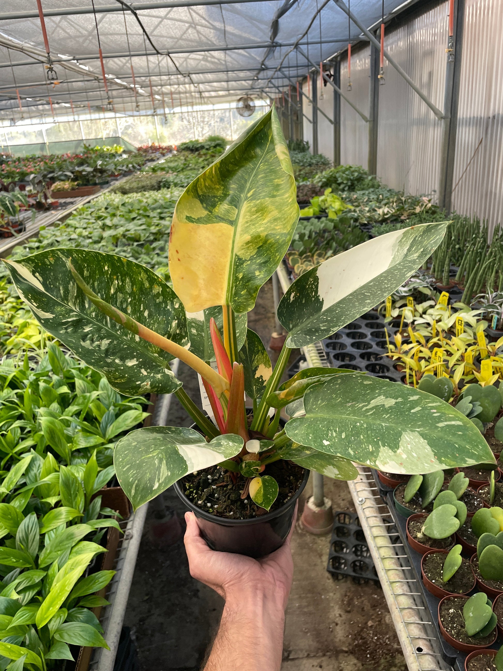 Philodendron 'Congo Green Variegated' 6" potted plant