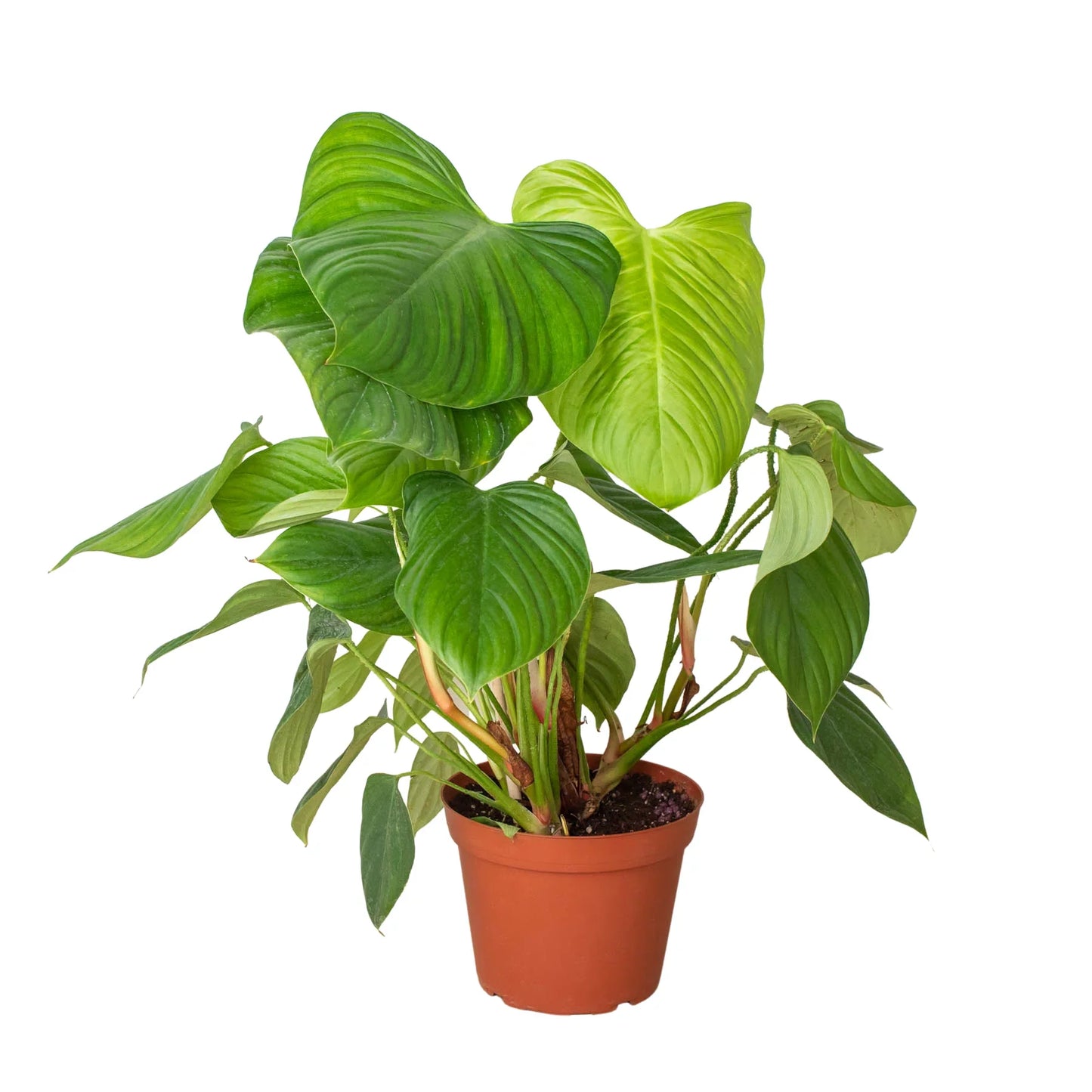 Philodendron 'Fuzzy Petiole' potted plant
