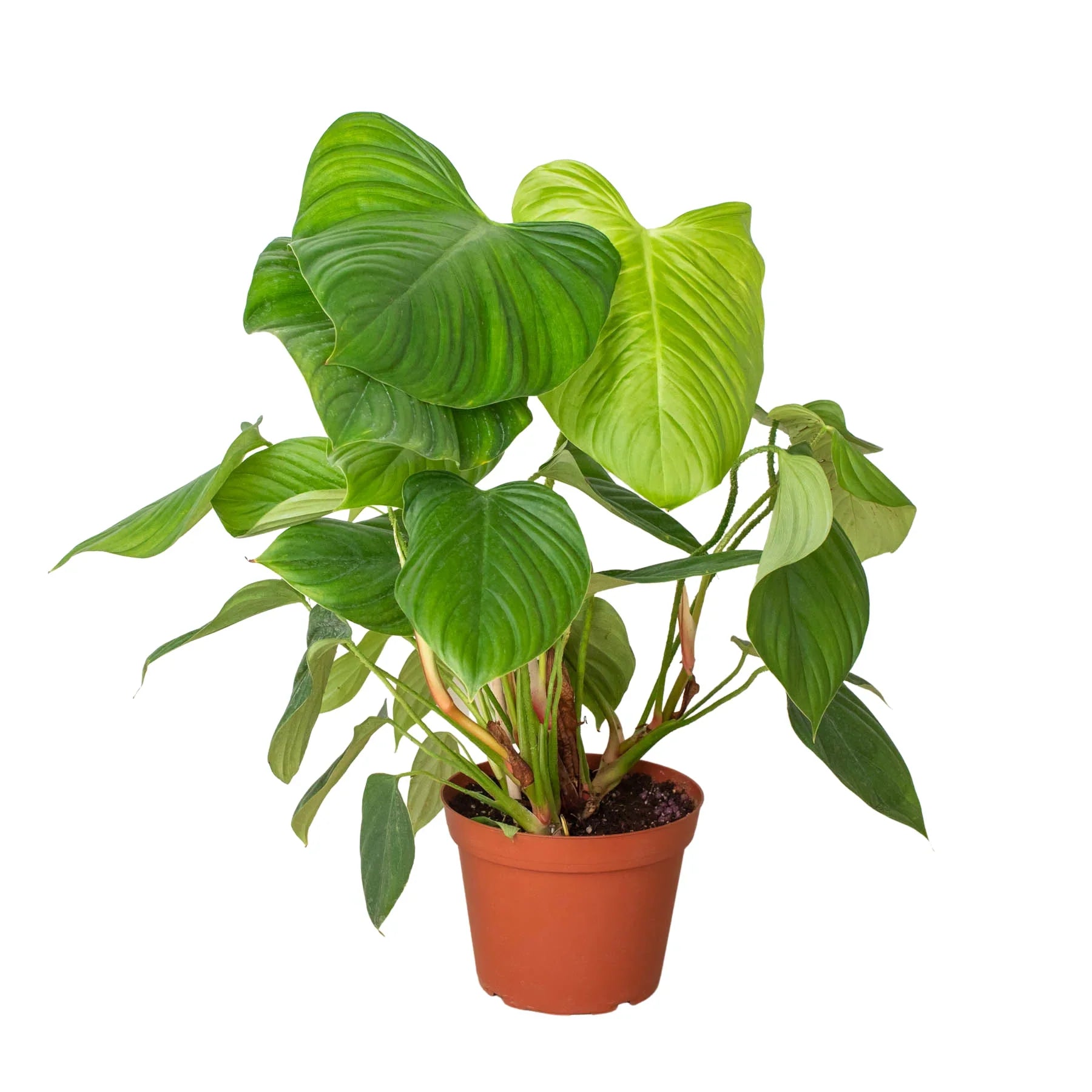 Philodendron 'Fuzzy Petiole' potted plant