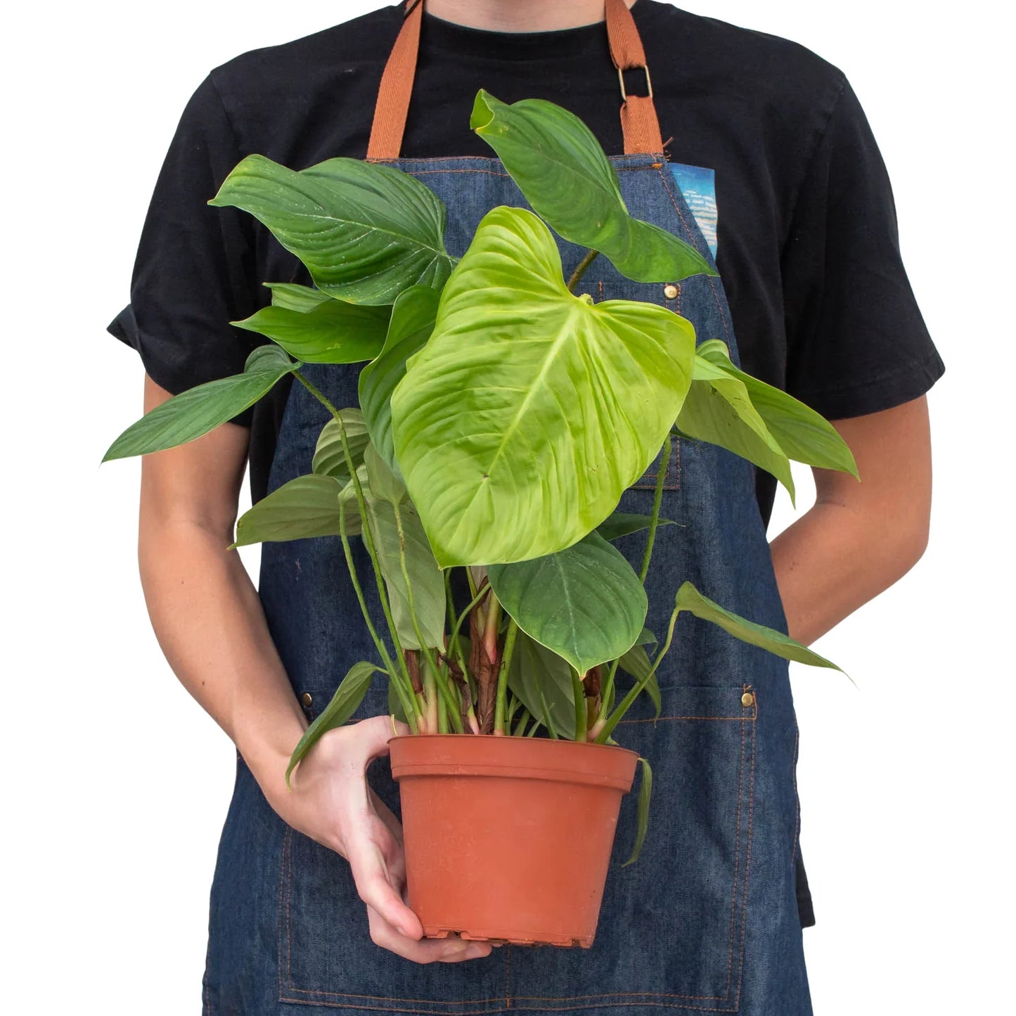 Philodendron 'Fuzzy Petiole' potted plant