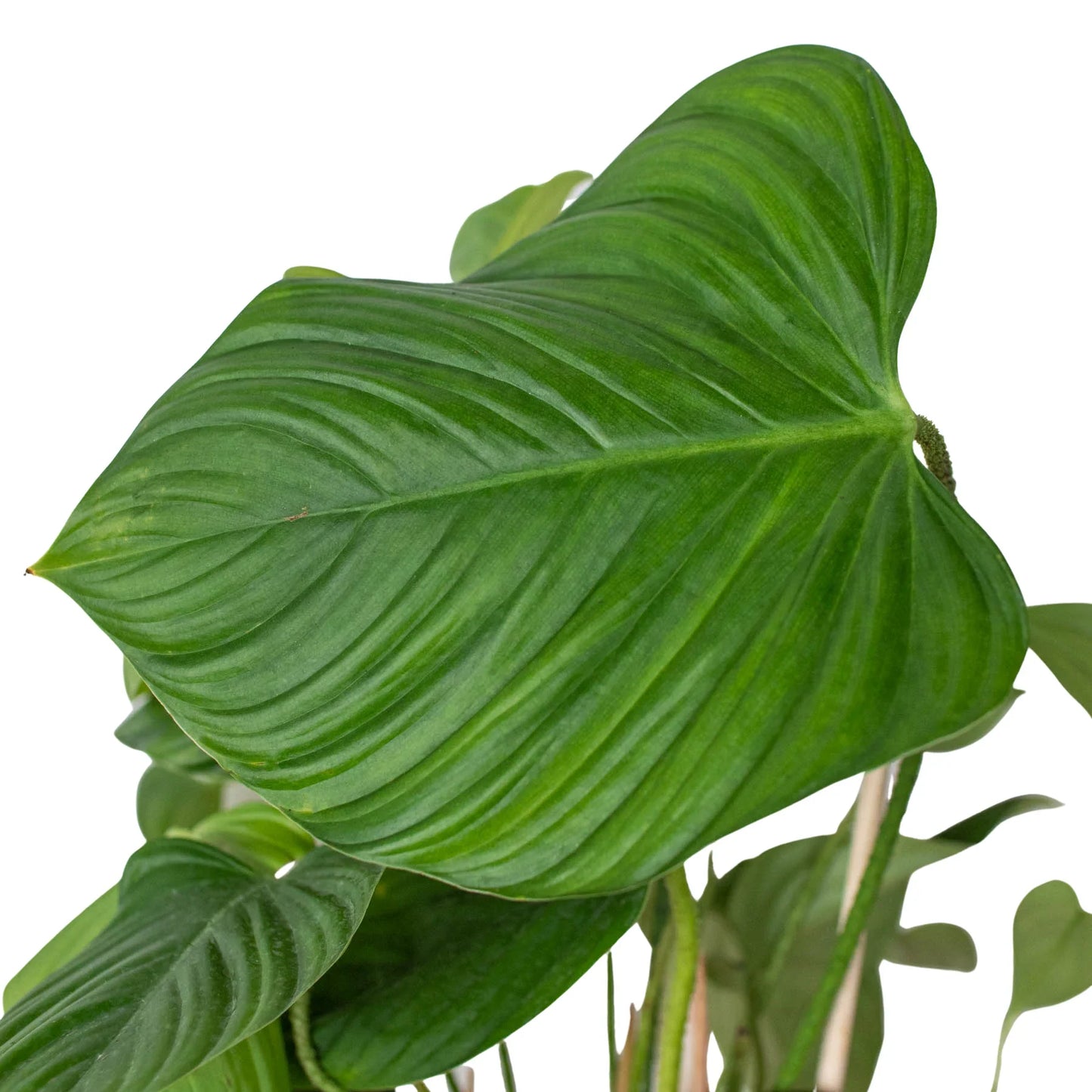 Philodendron 'Fuzzy Petiole' potted plant
