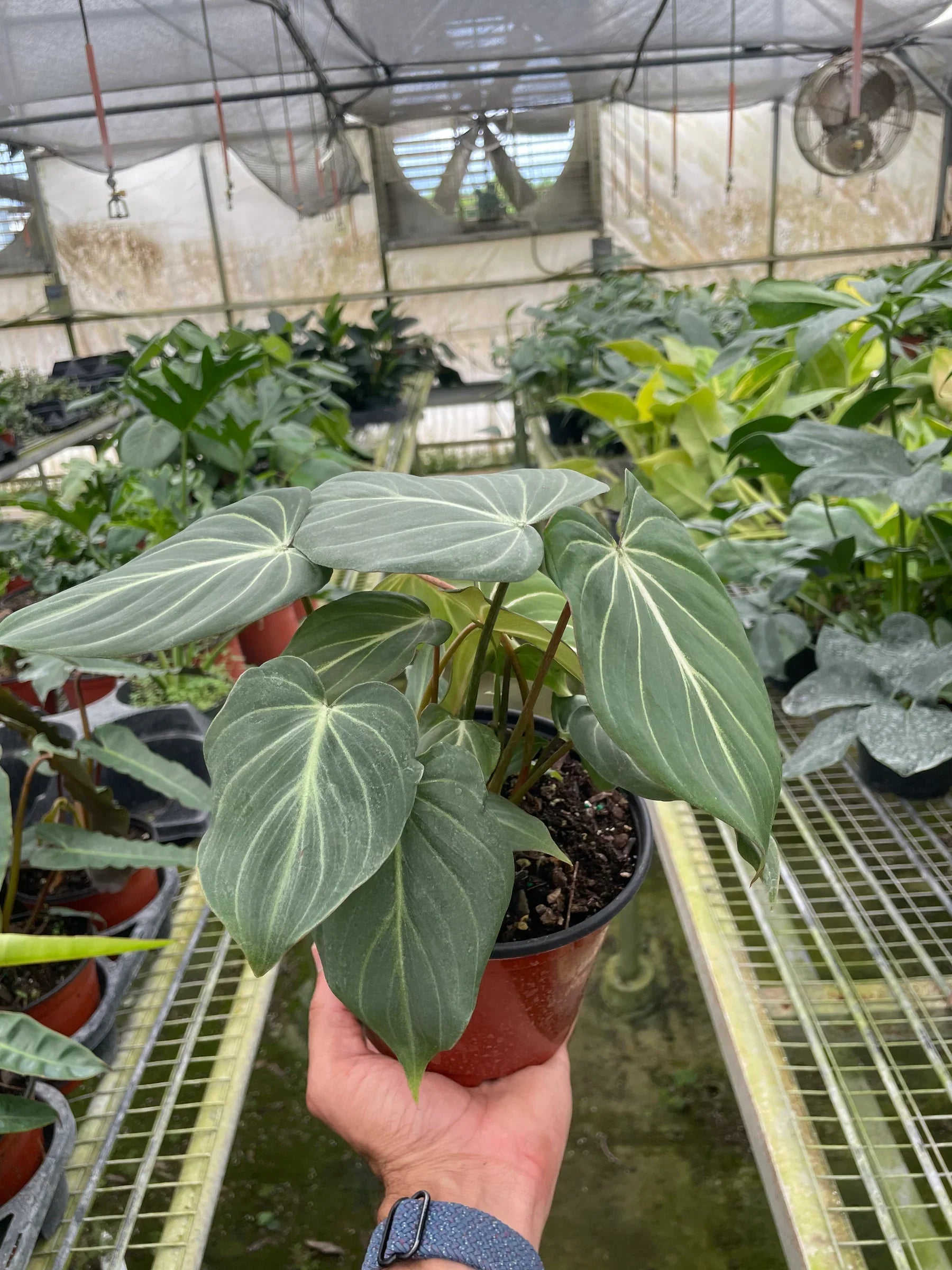 Philodendron Gloriosum potted plant