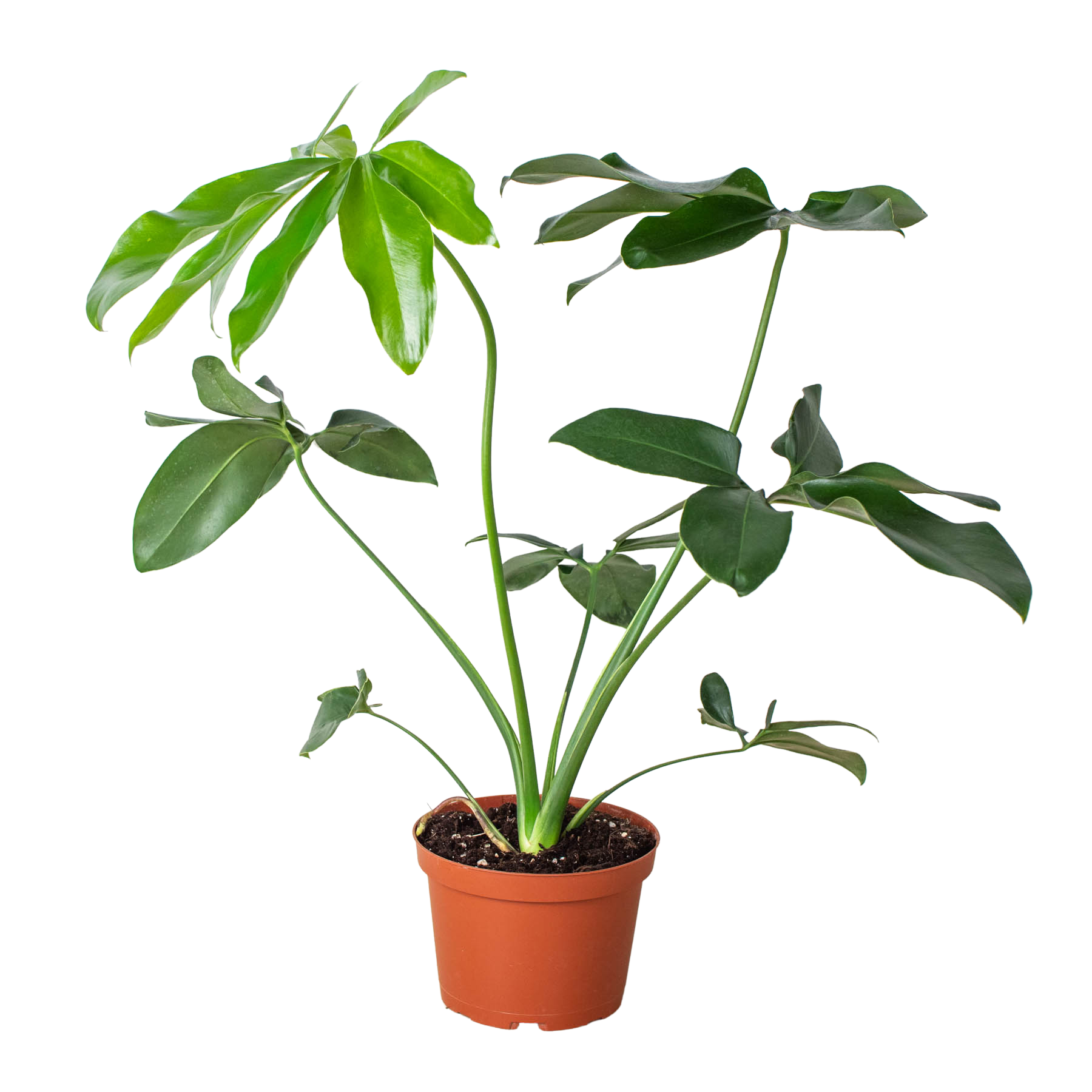 Philodendron 'Goeldii' potted plant