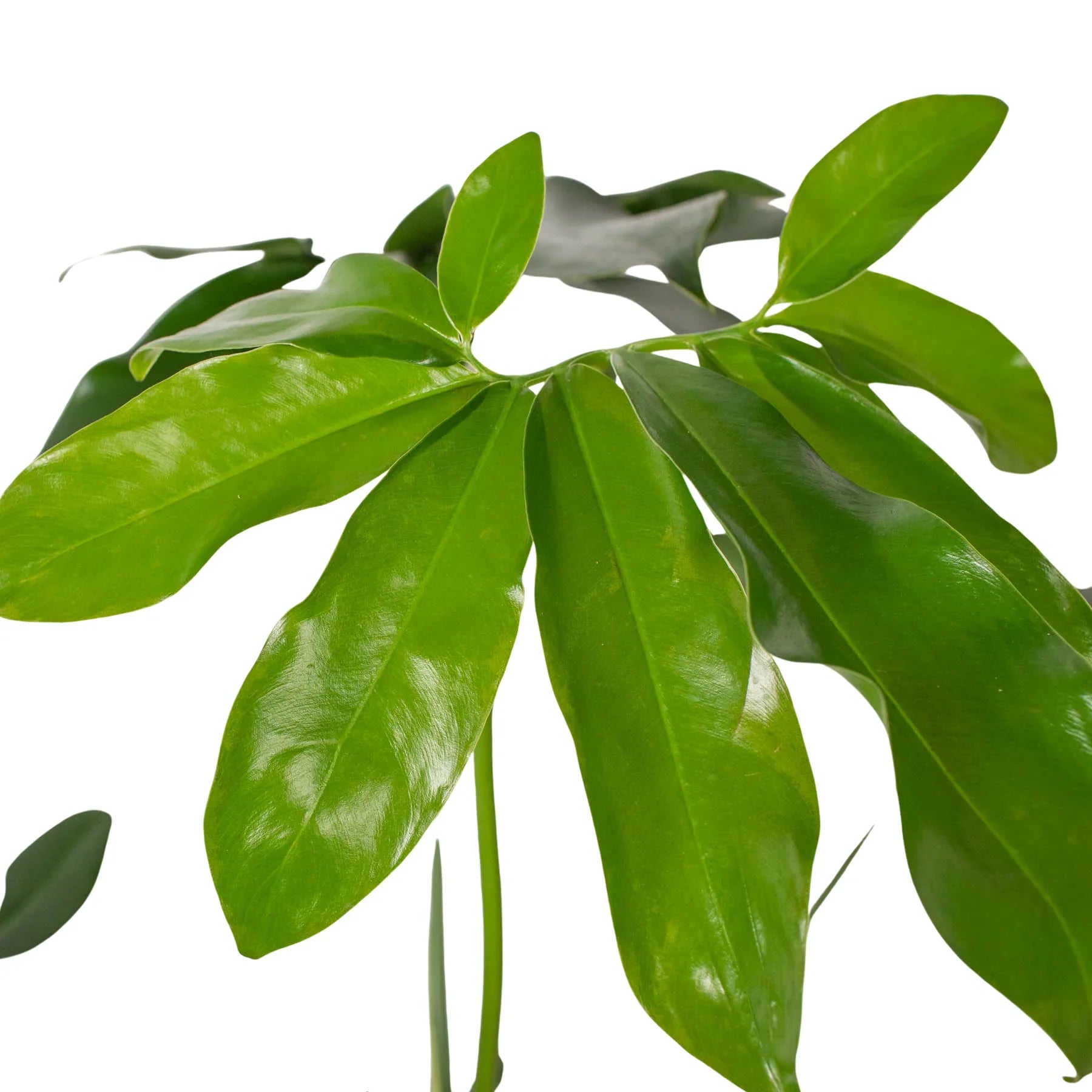 Philodendron 'Goeldii' potted plant