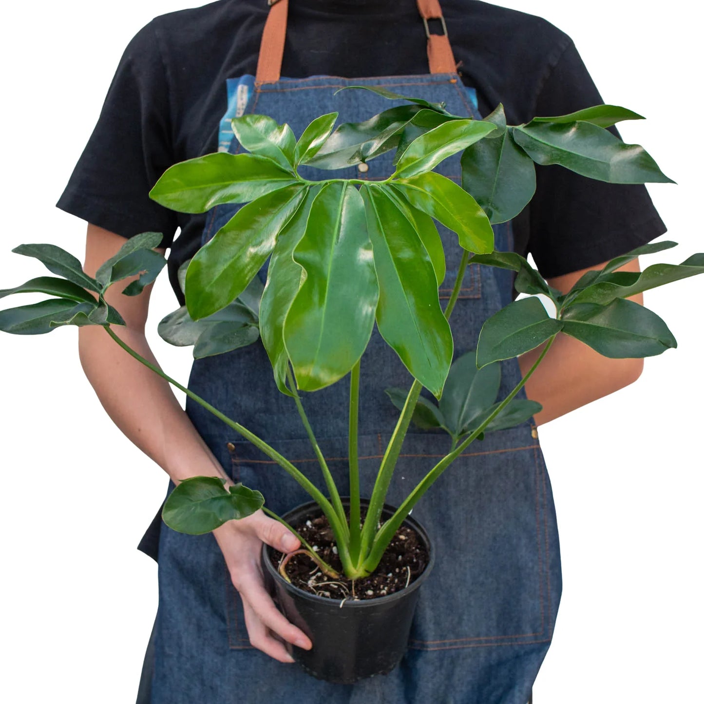 Philodendron 'Goeldii' potted plant
