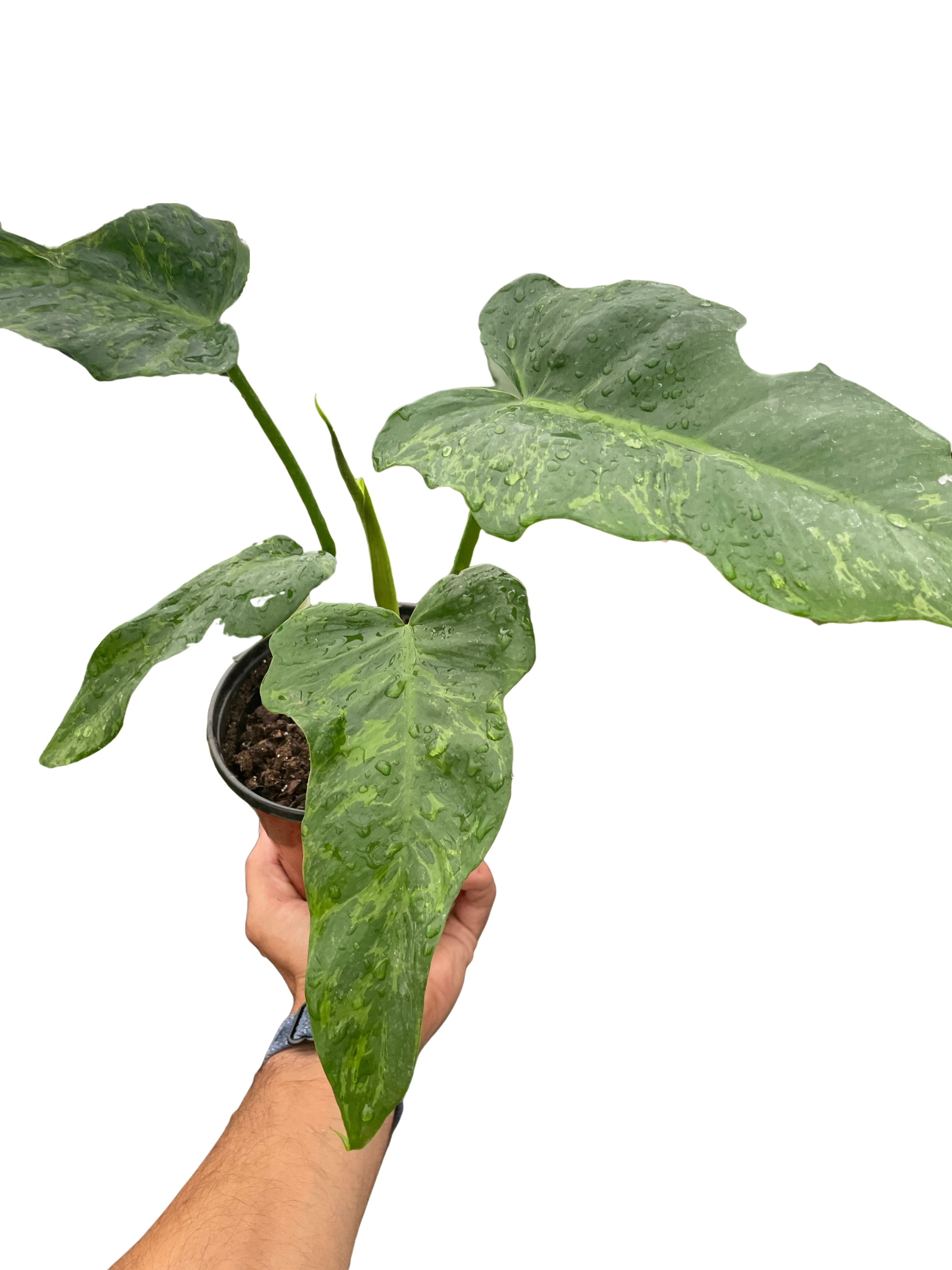 Philodendron 'Golden Dragon' potted plant