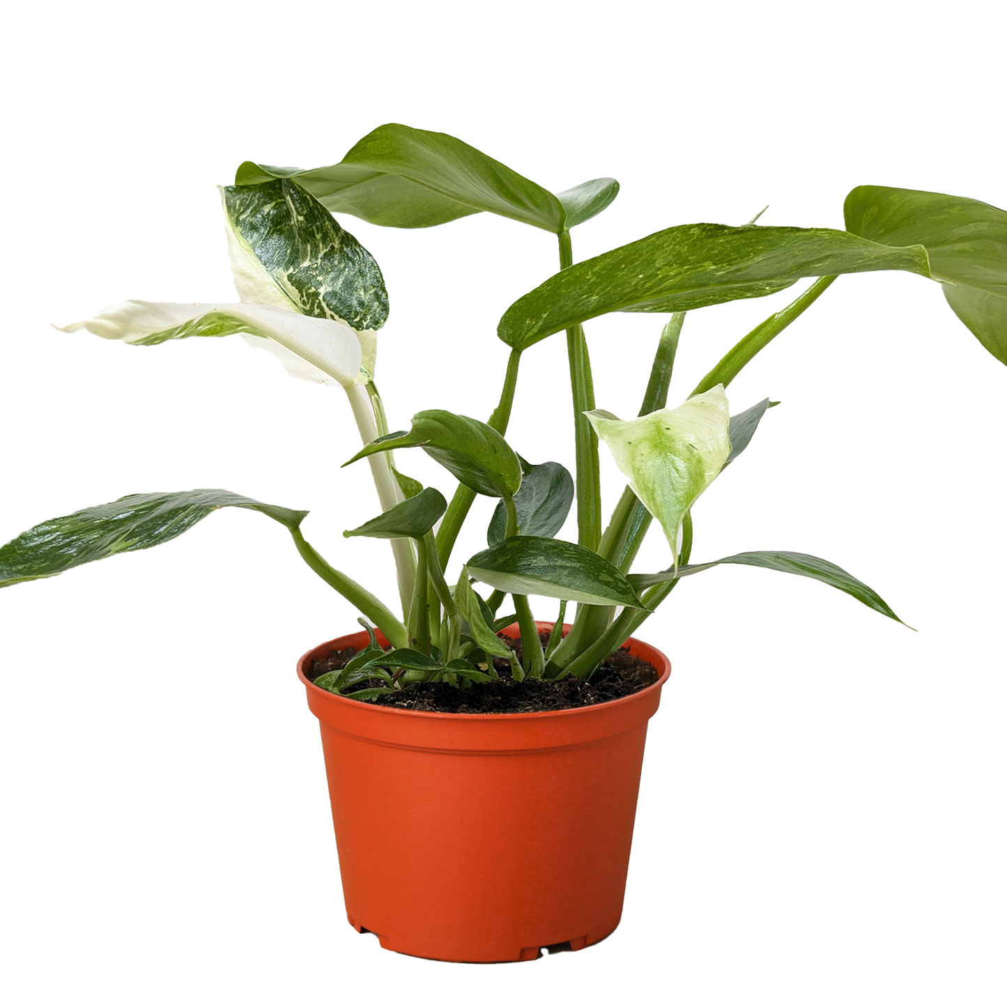 Philodendron Jose Bueno 4" potted plant