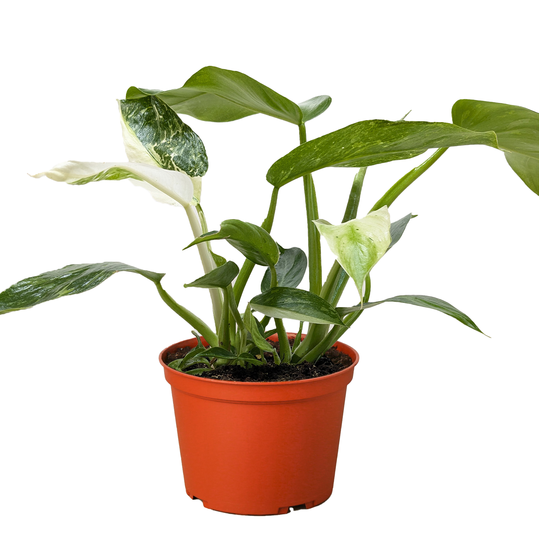 Philodendron Jose Bueno 4" potted plant