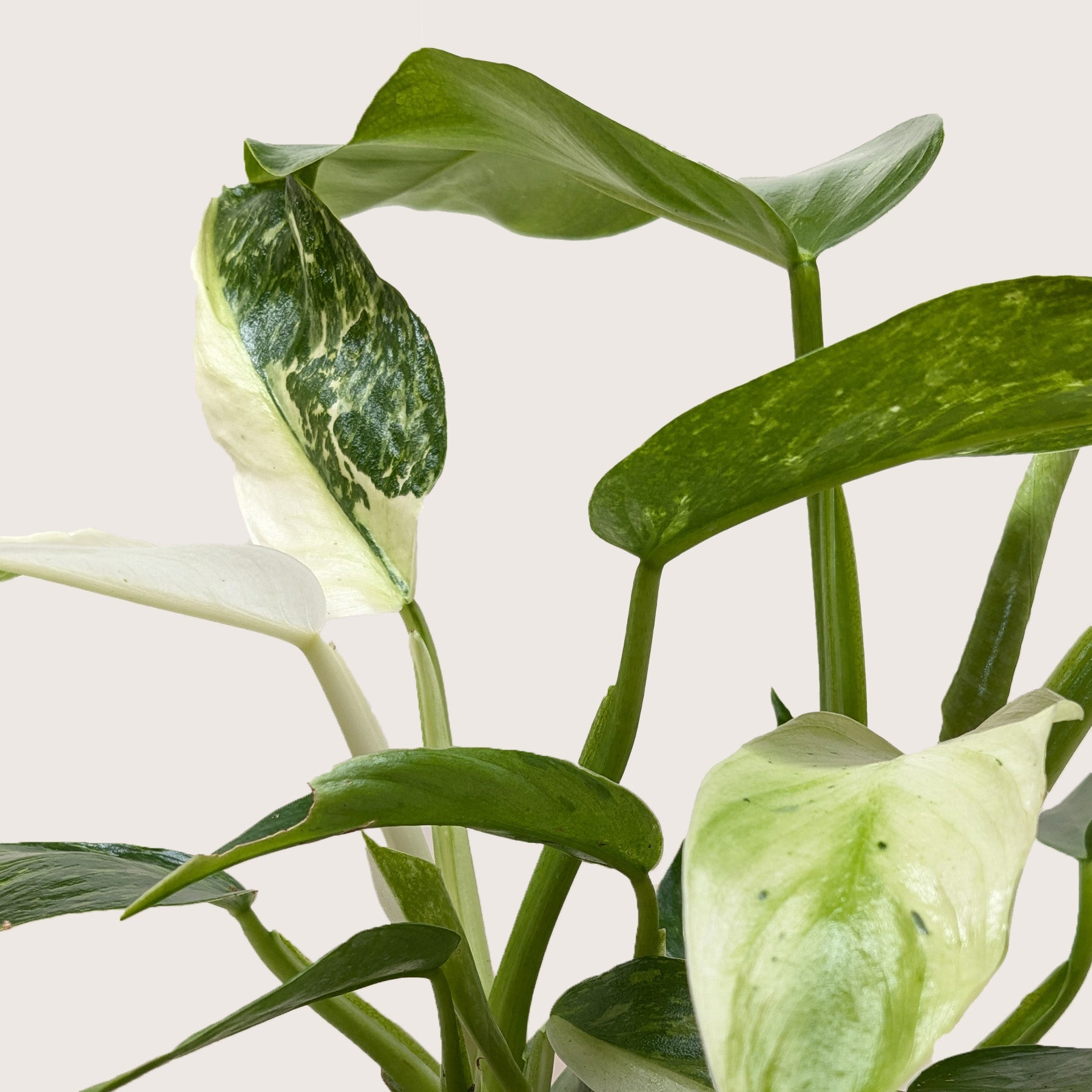 Philodendron Jose Bueno 4" potted plant