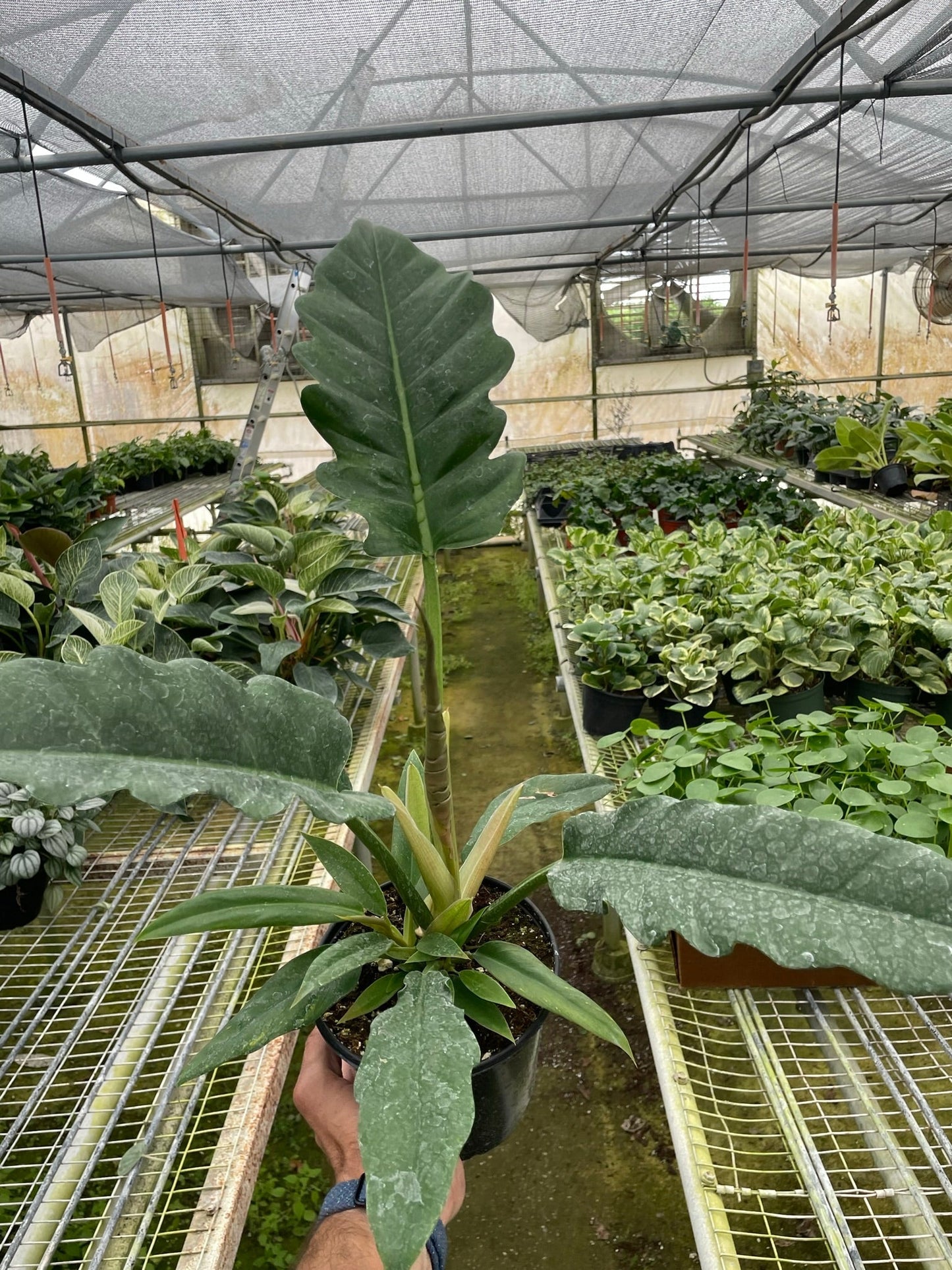 Philodendron 'Jungle Boogie' potted plant