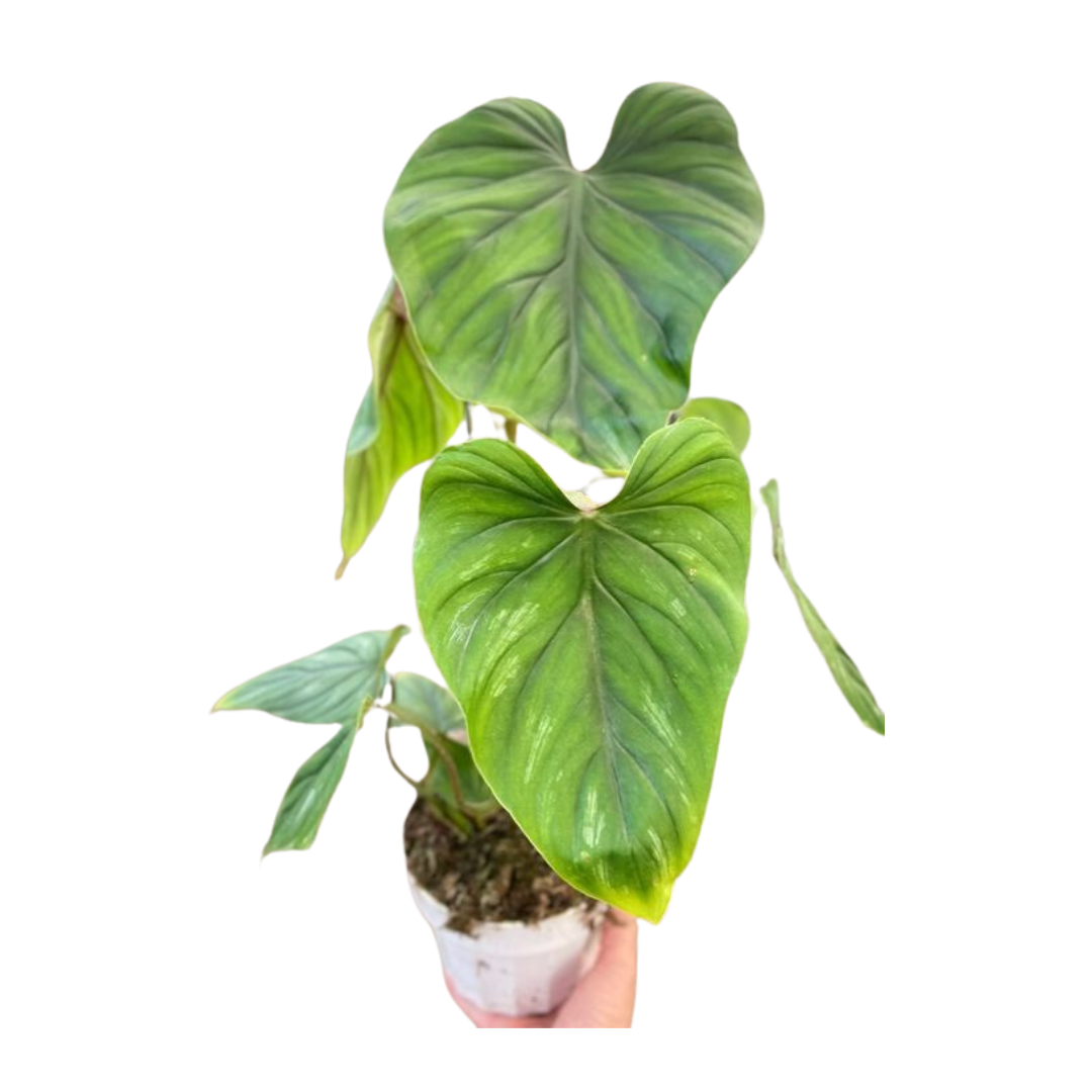Philodendron PlowManii potted plant