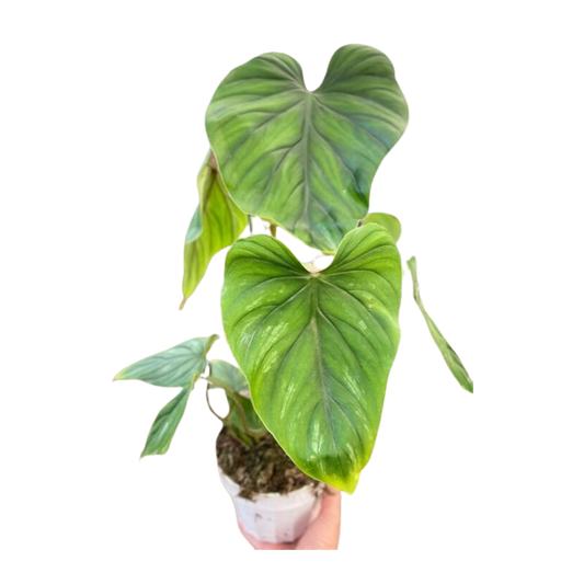 Philodendron PlowManii potted plant