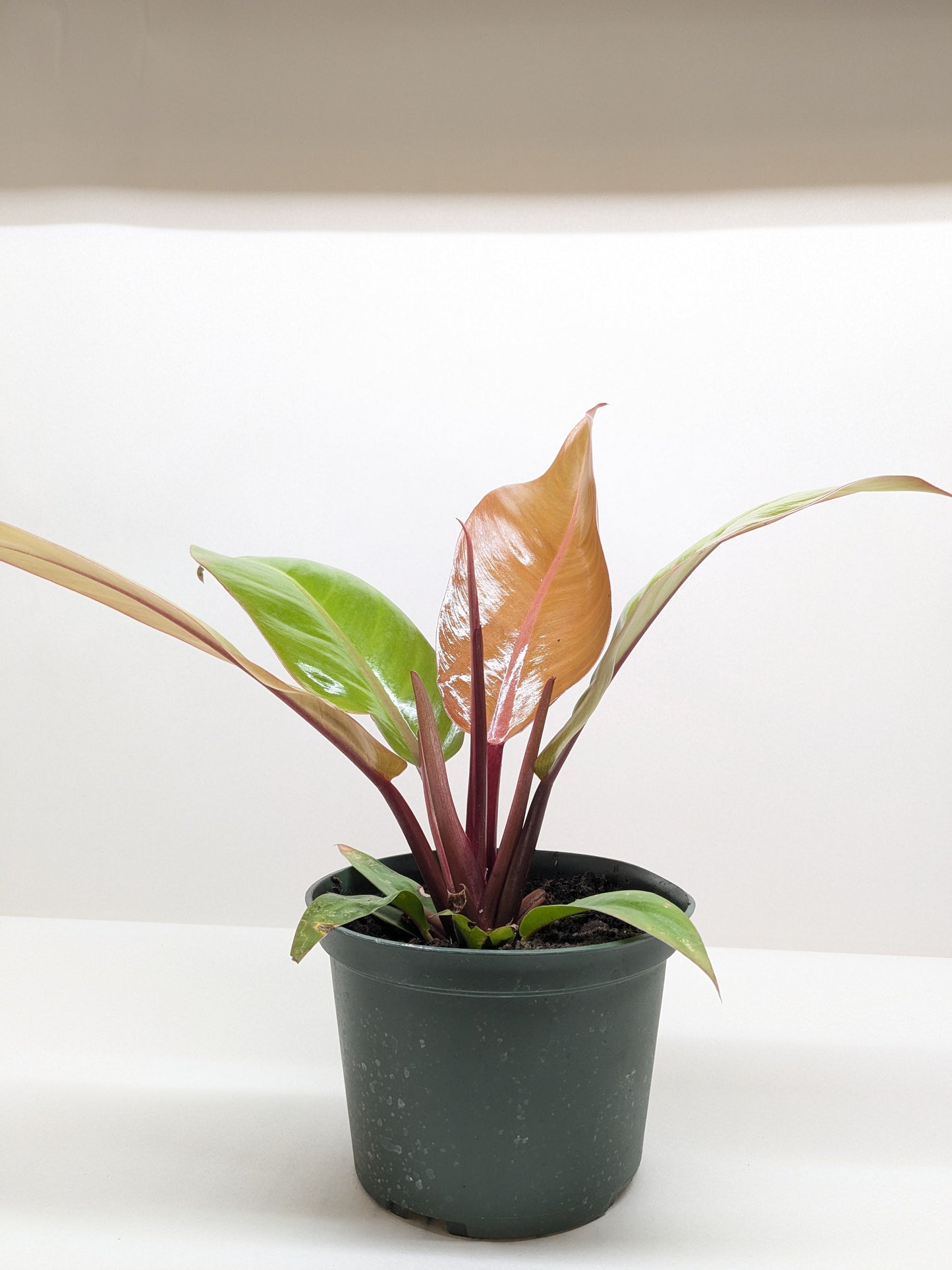 Philodendron 'Prince of Orange' 4" potted plant