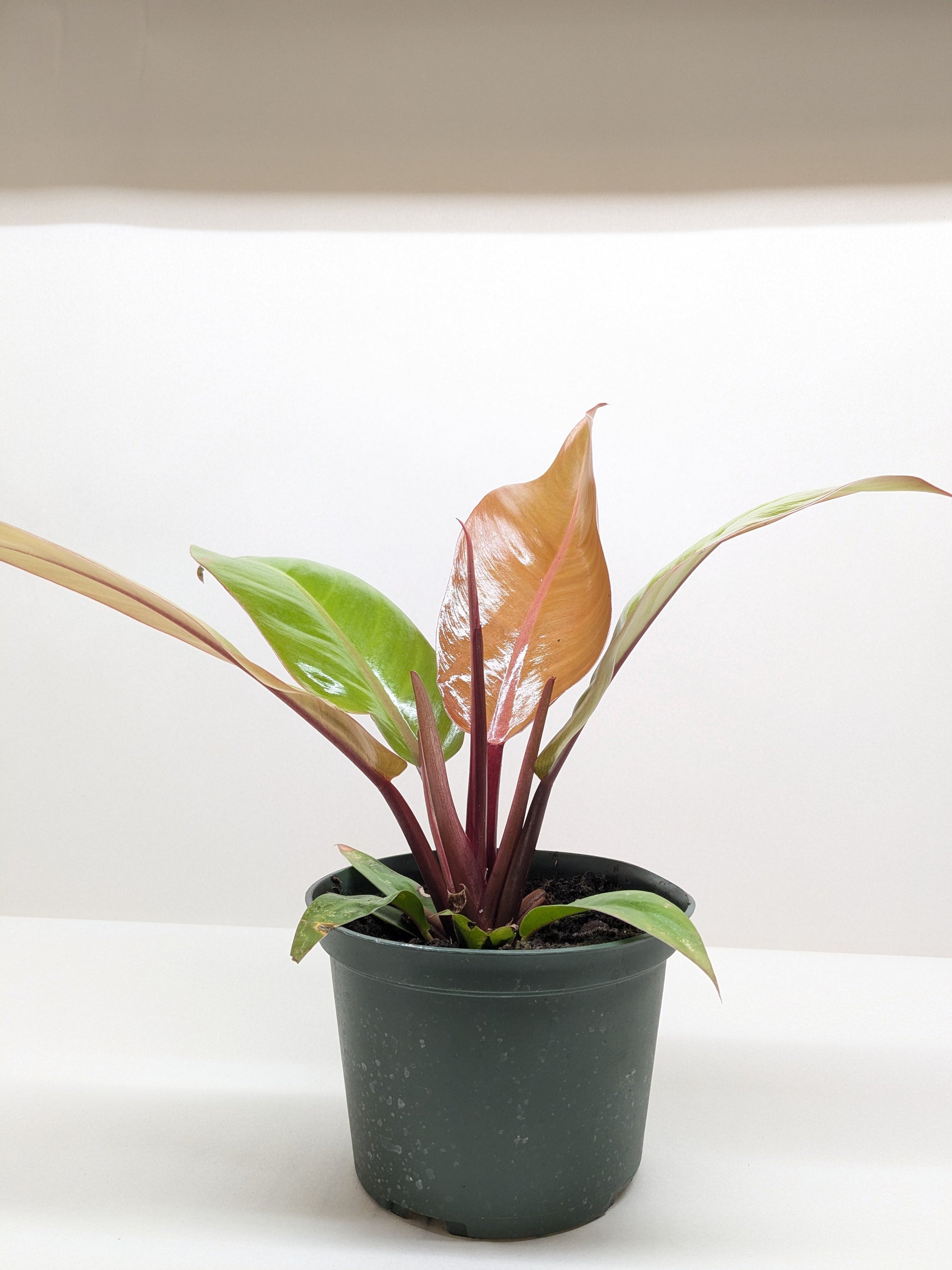 Philodendron 'Prince of Orange' 4" potted plant