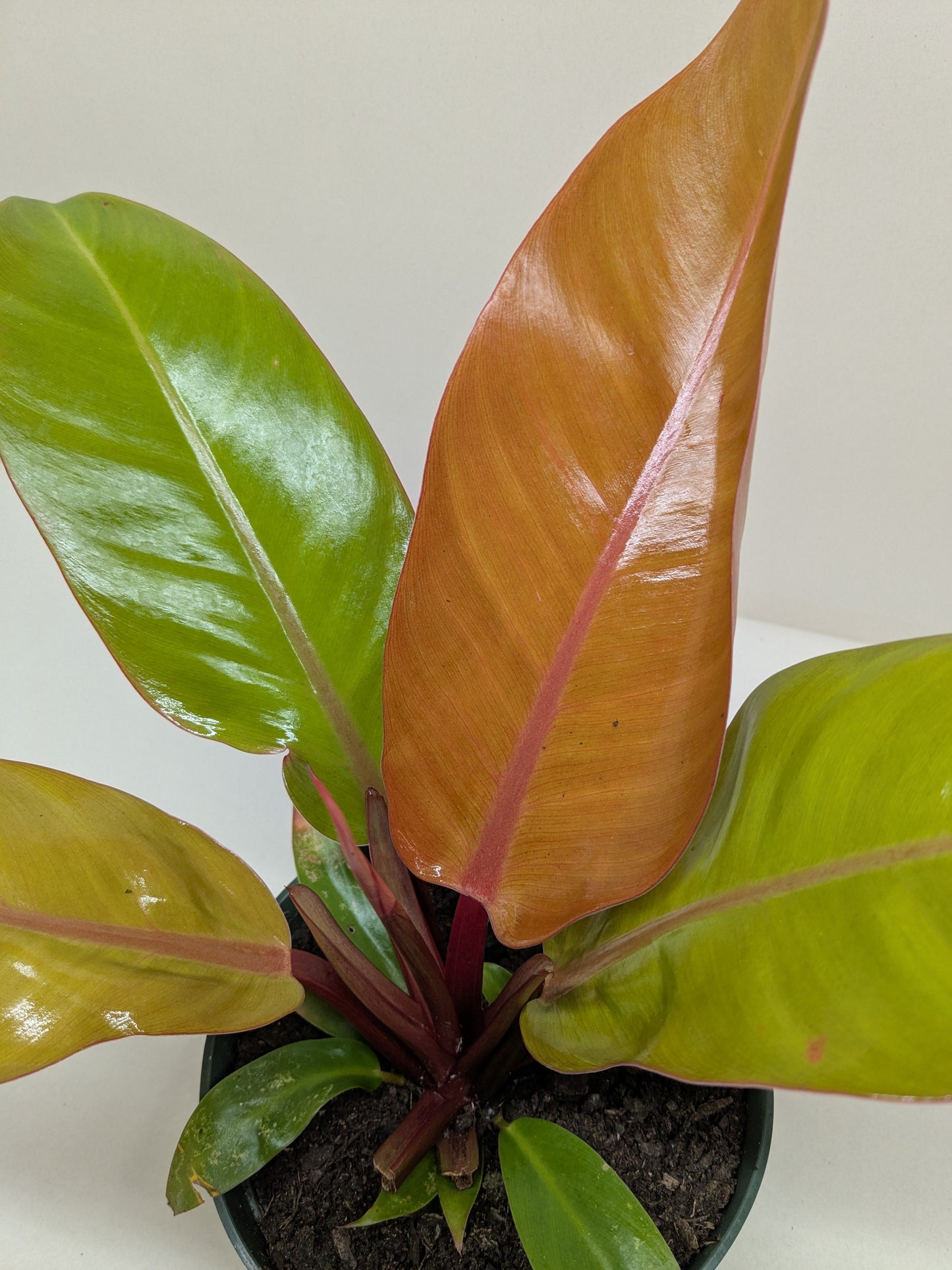 Philodendron 'Prince of Orange' 4" potted plant