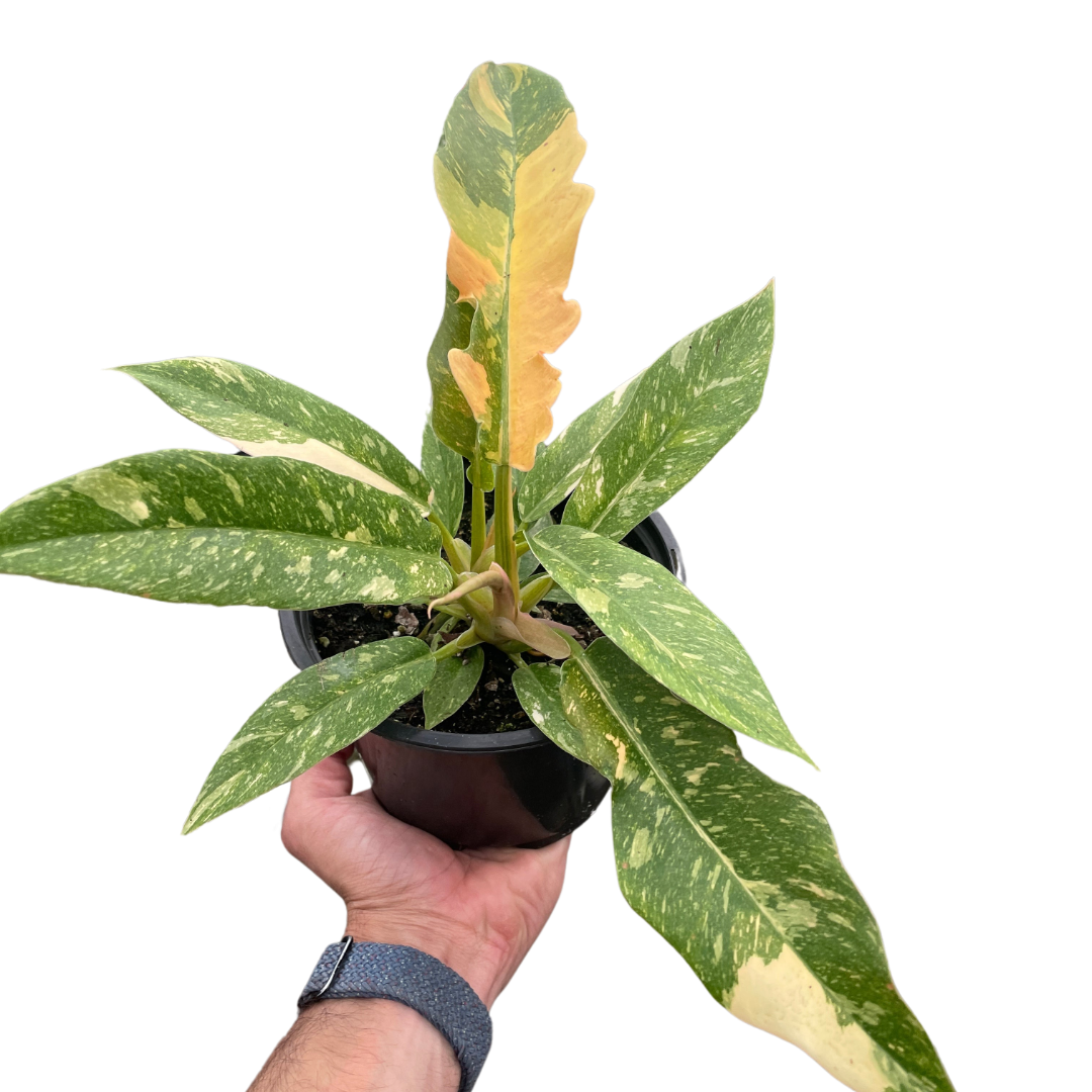Philodendron Ring of Fire Variegated potted plant