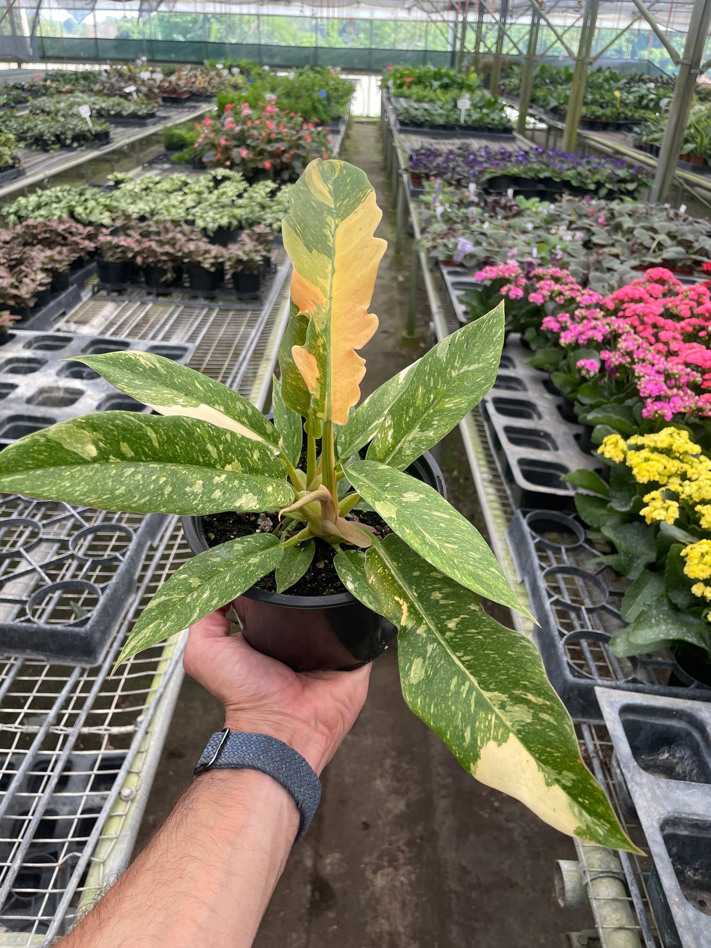 Philodendron Ring of Fire Variegated potted plant