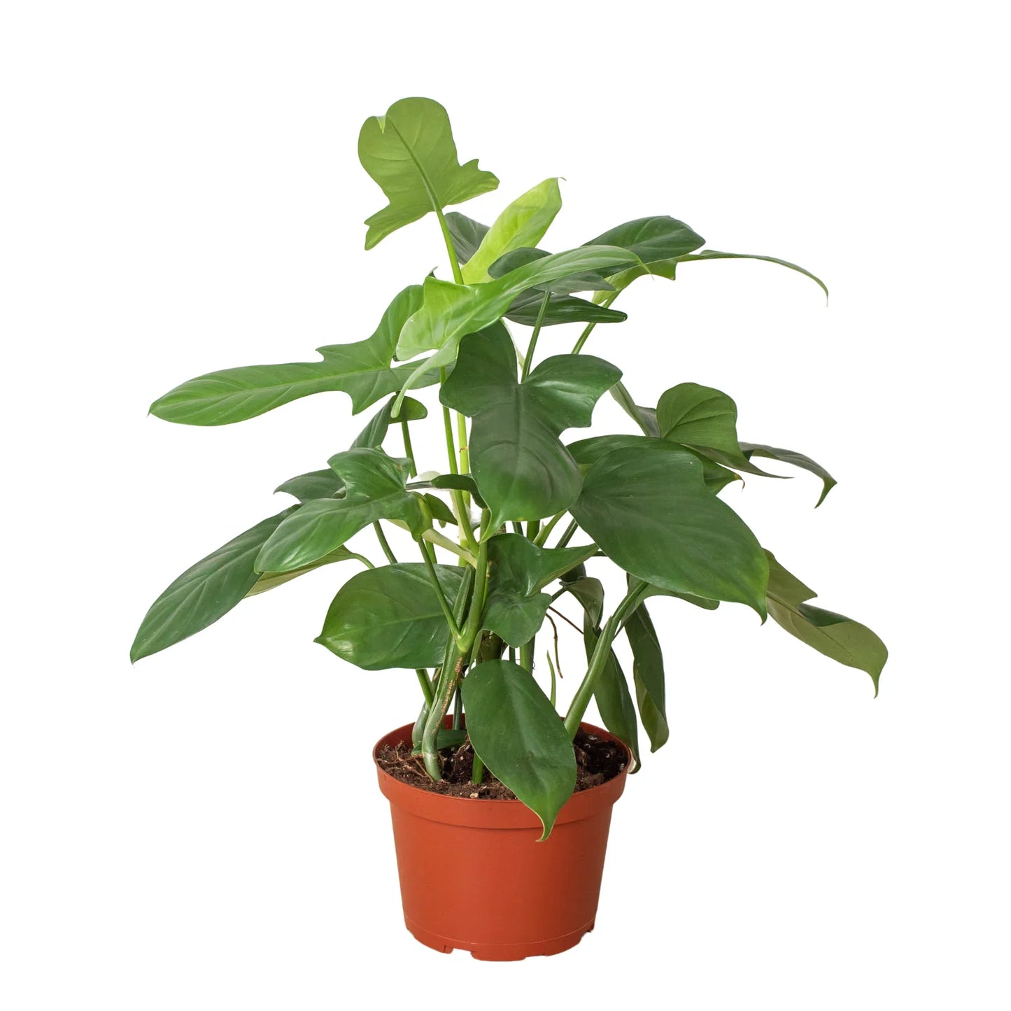 Philodendron 'Silver Sword' potted plant