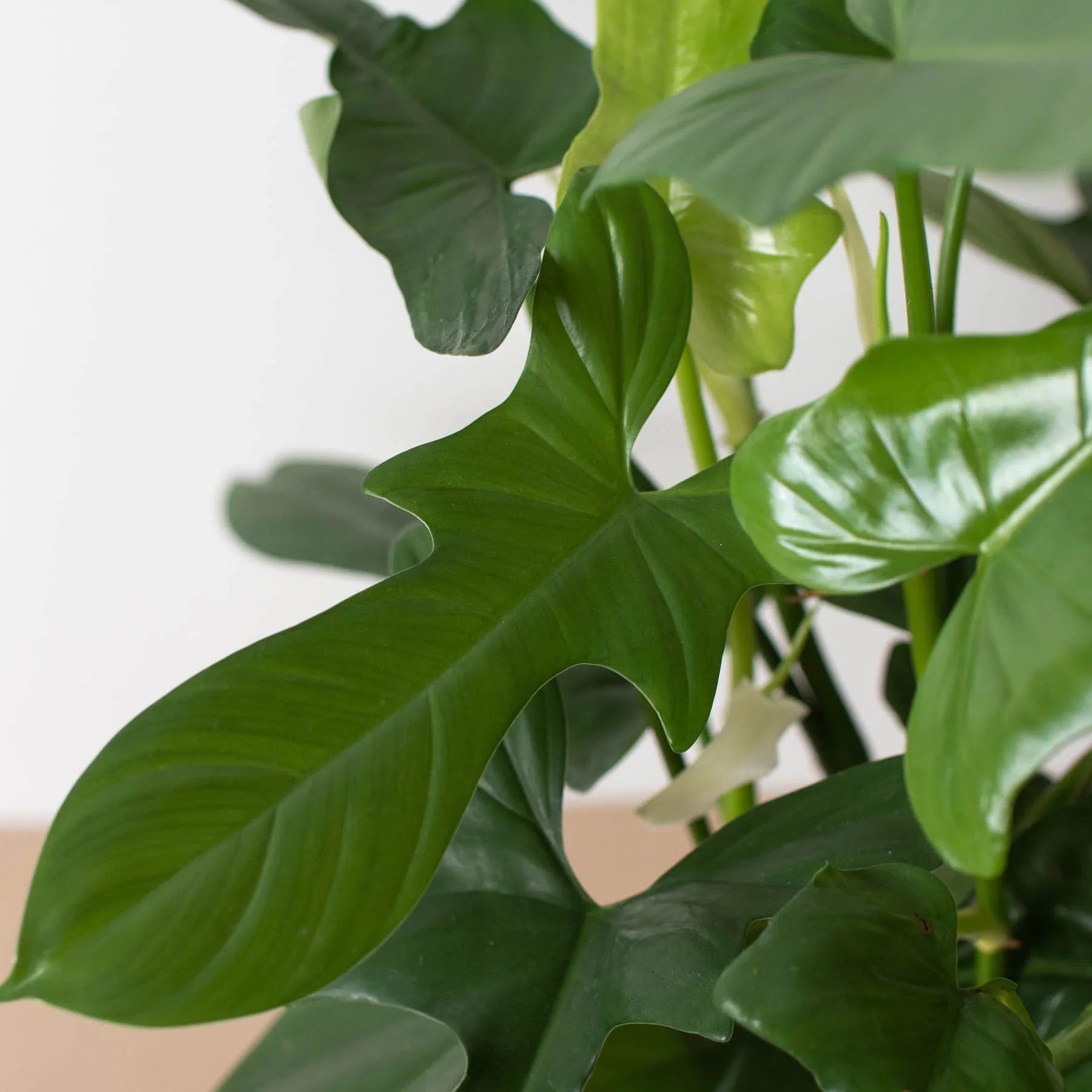 Philodendron 'Silver Sword' potted plant