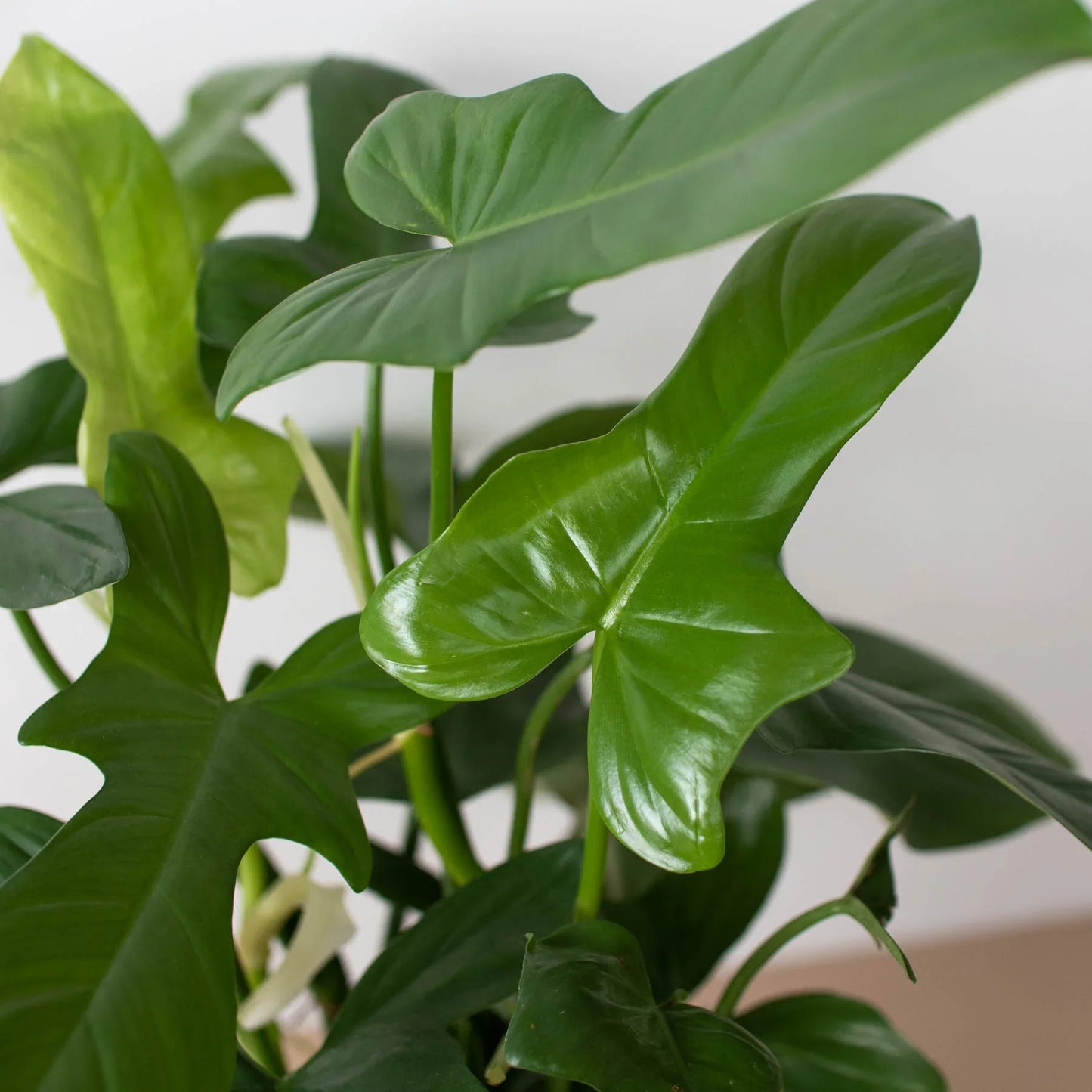 Philodendron 'Silver Sword' potted plant