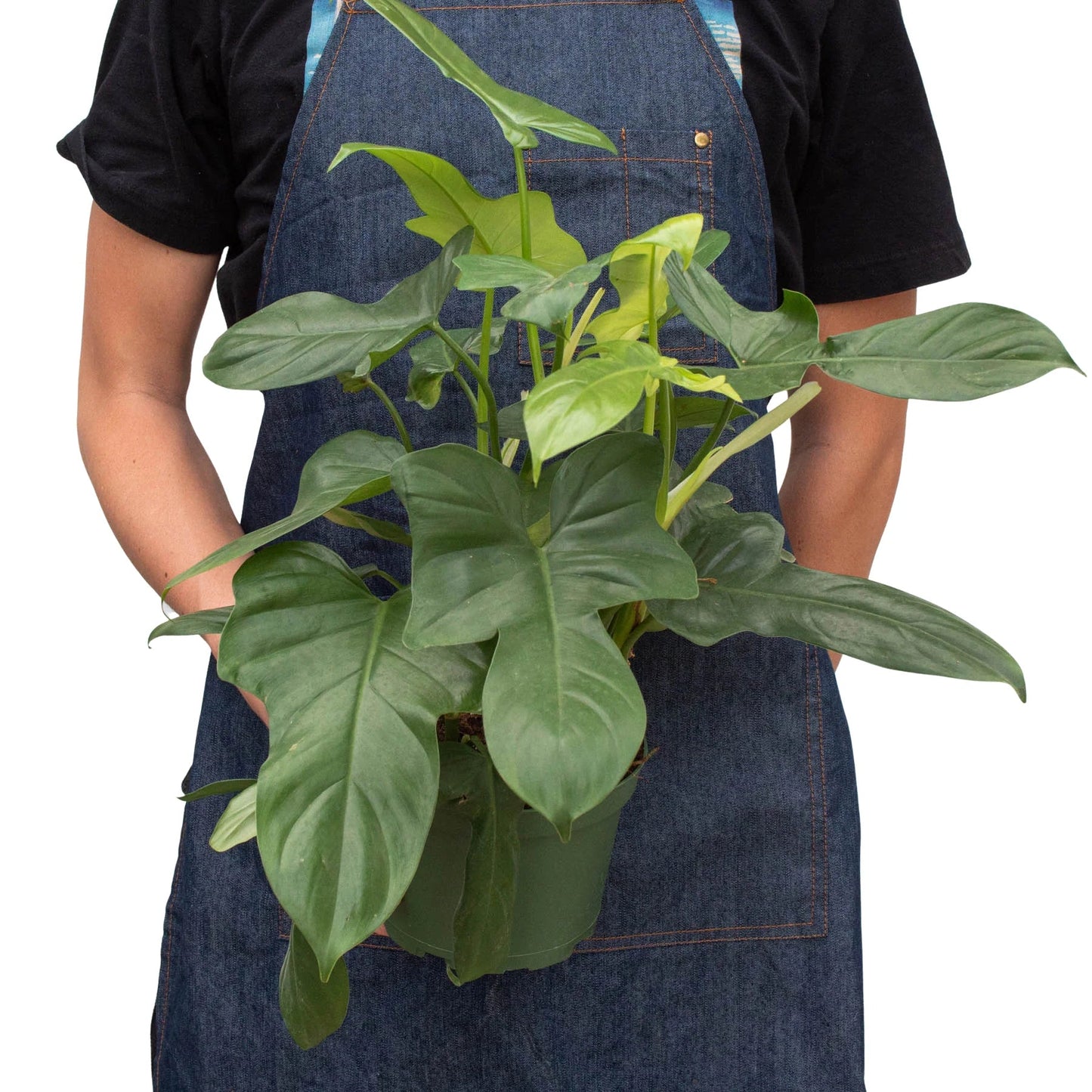 Philodendron 'Silver Sword' potted plant
