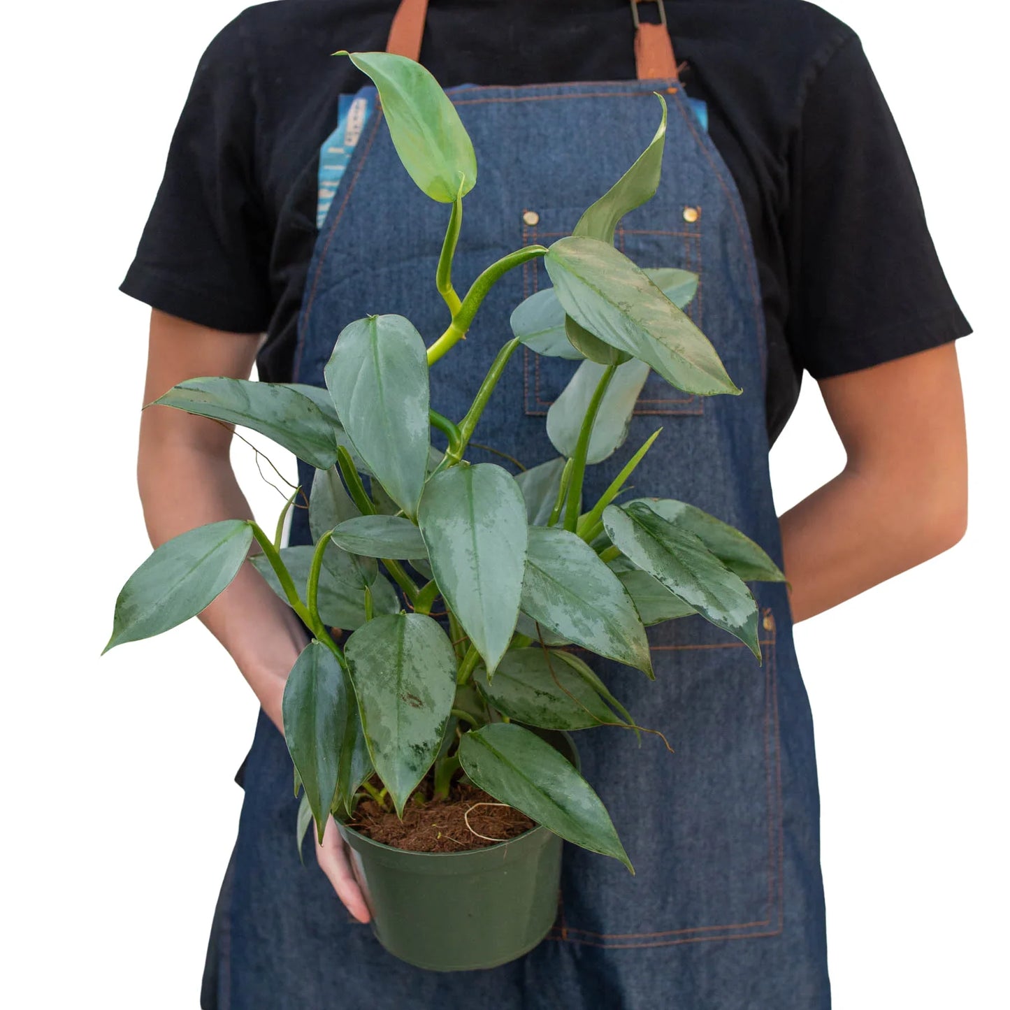 Philodendron 'Silver Sword' potted plant