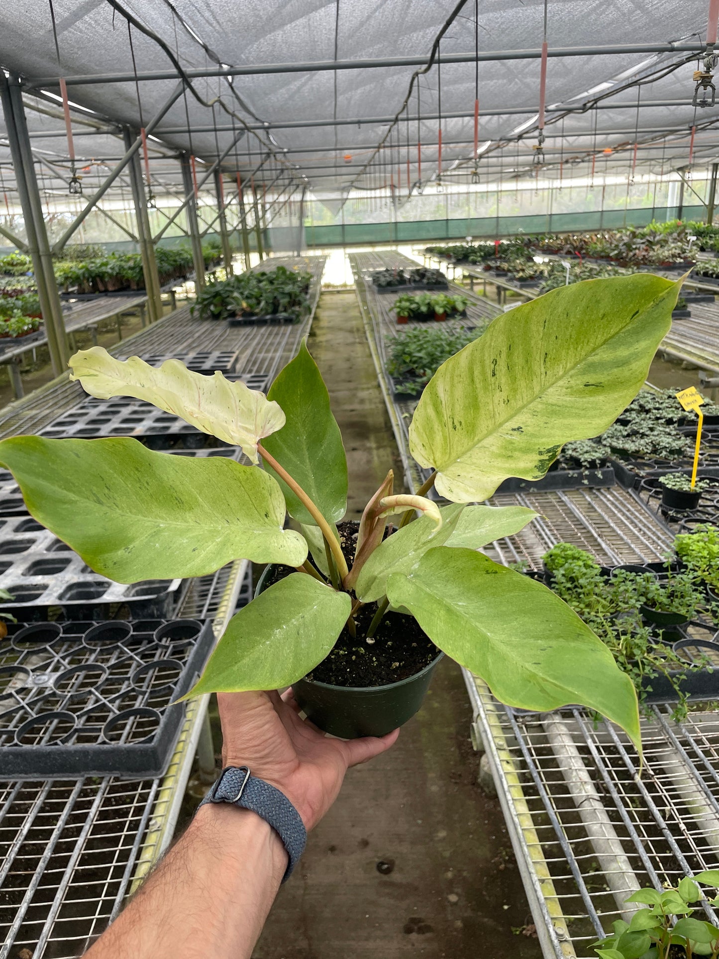 Philodendron 'Snowdrift' potted plant