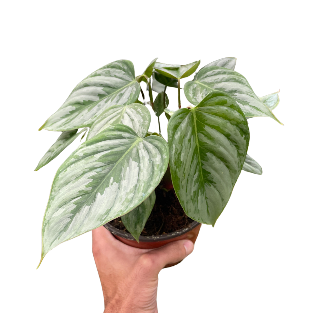 Philodendron 'Sodiroi' potted plant