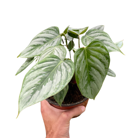 Philodendron 'Sodiroi' potted plant