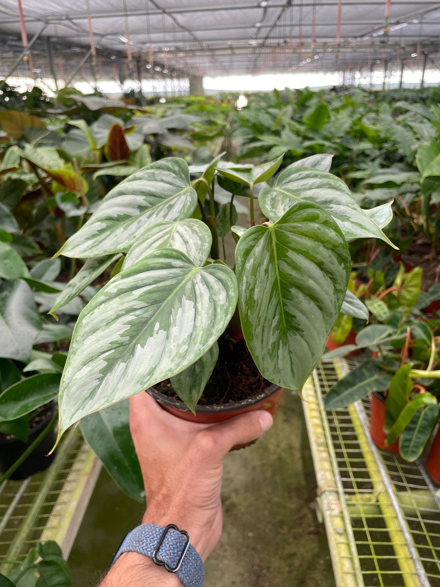 Philodendron 'Sodiroi' potted plant