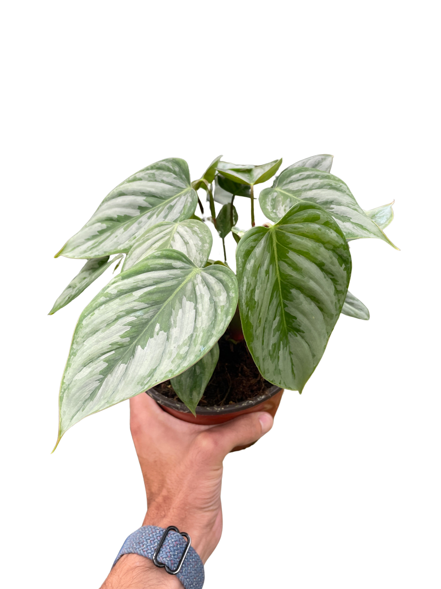 Philodendron 'Sodiroi' potted plant