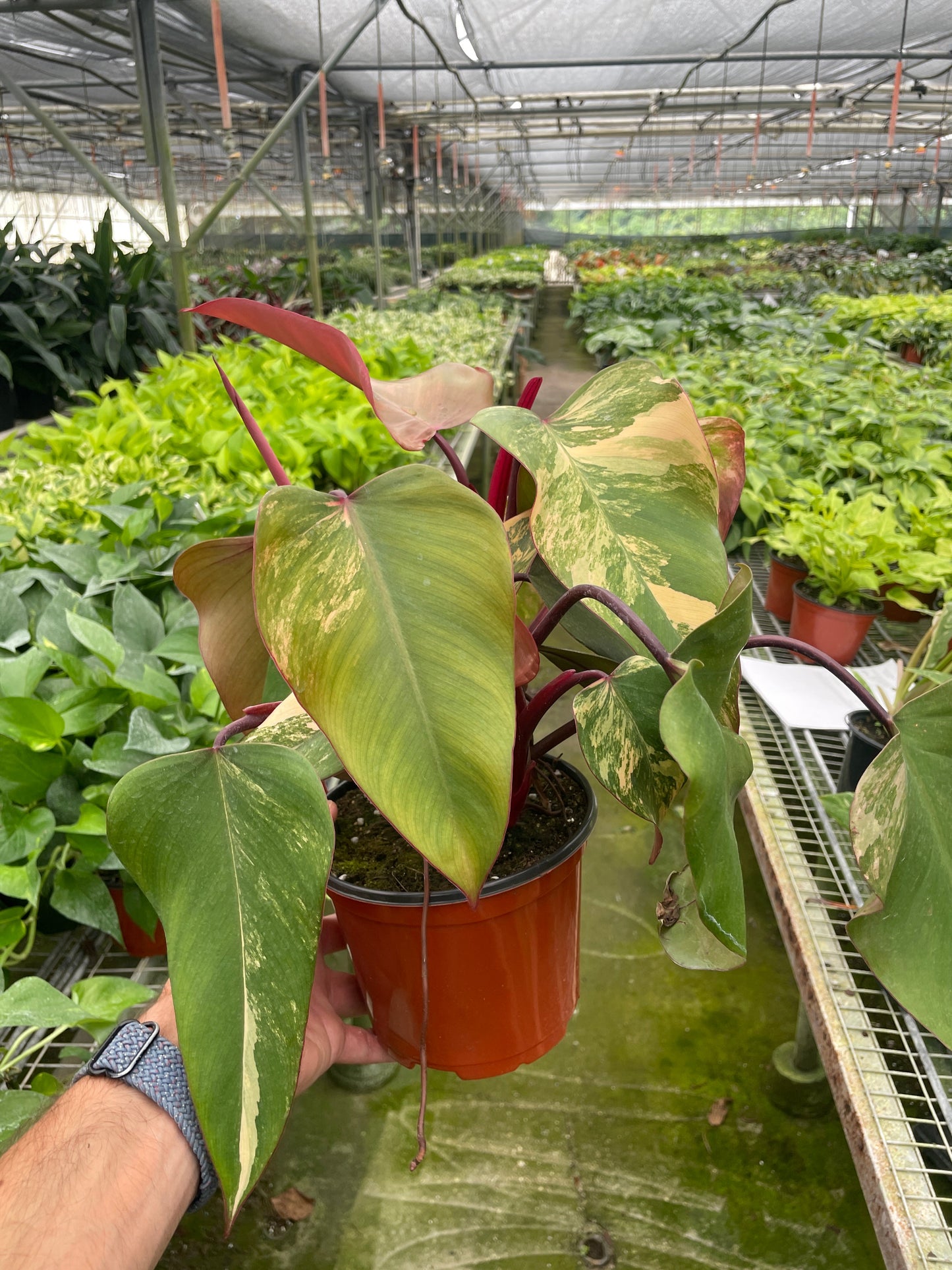 Philodendron 'Strawberry Shake' potted plant