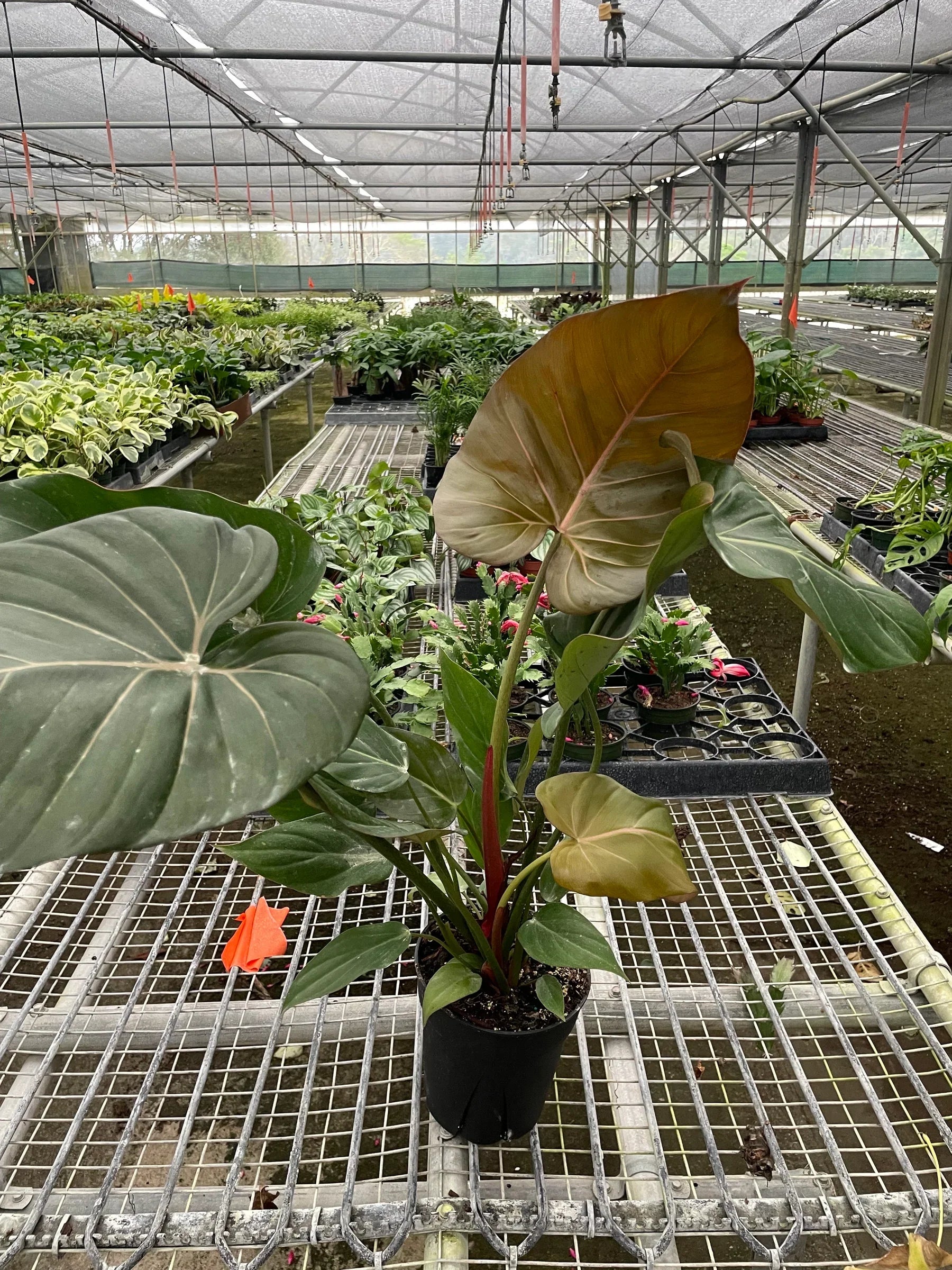 Philodendron 'Summer Glory' potted plant