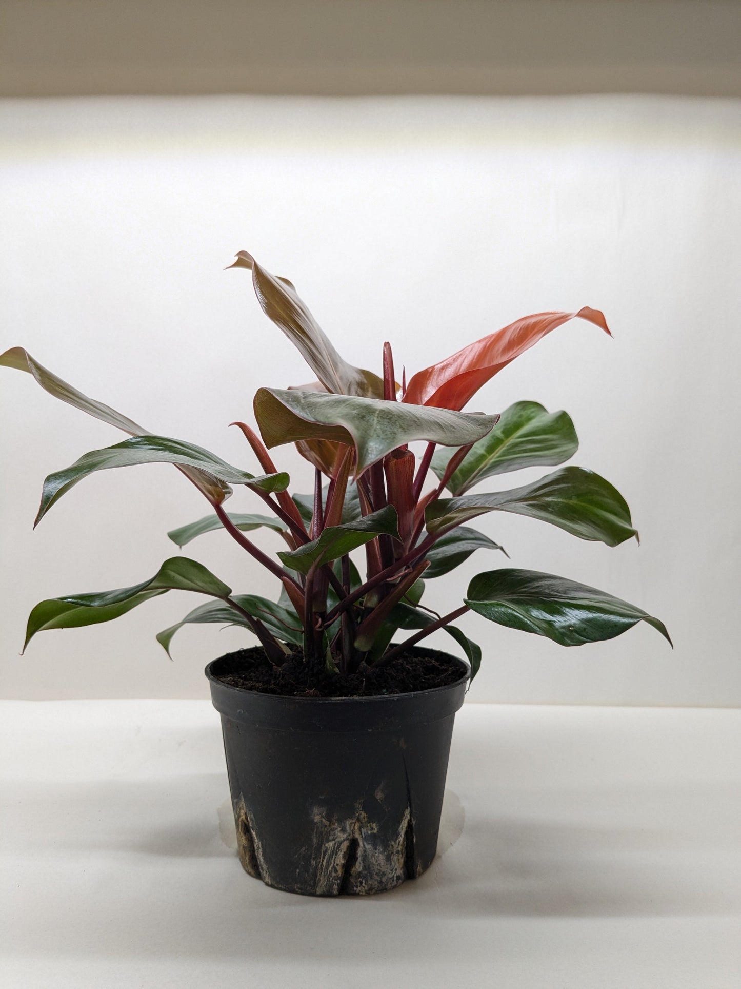 Philodendron 'Sun Red' potted plant