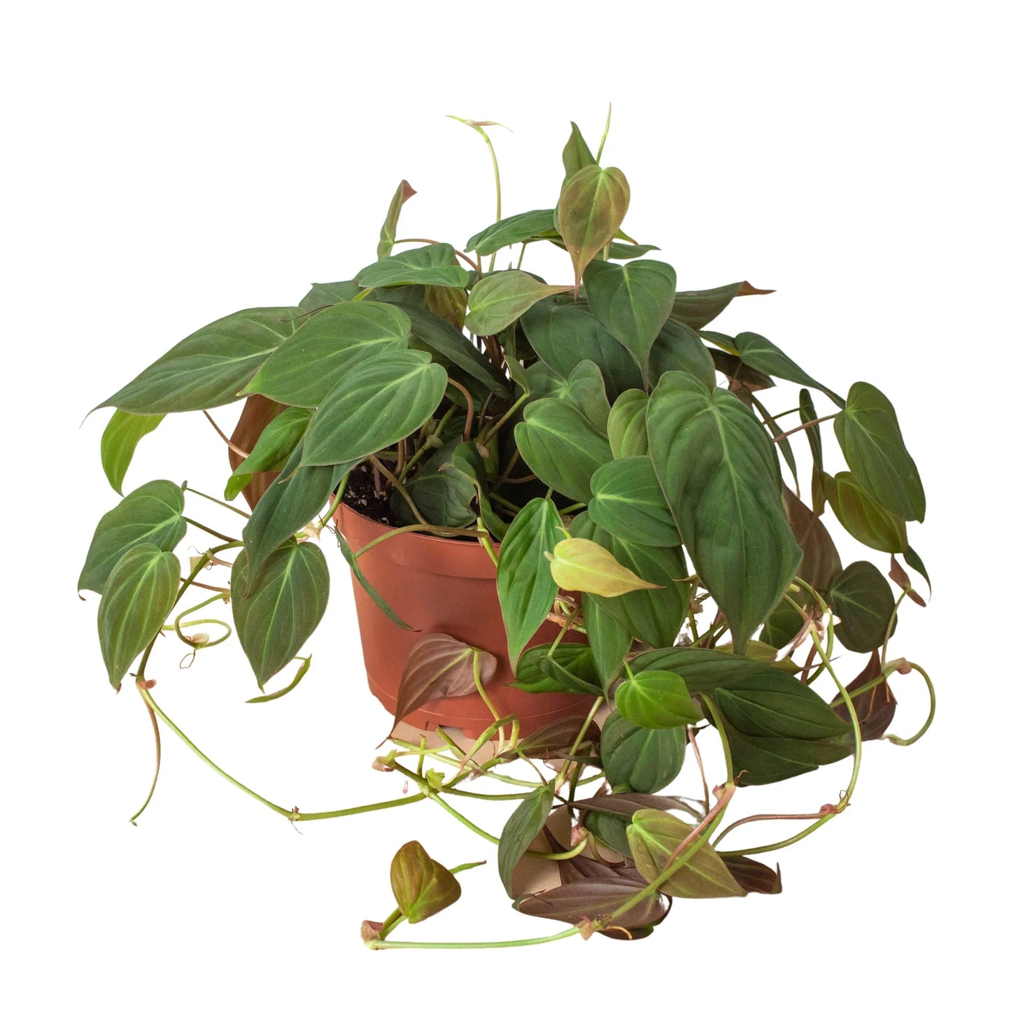 Philodendron 'Velvet' 4" potted plant