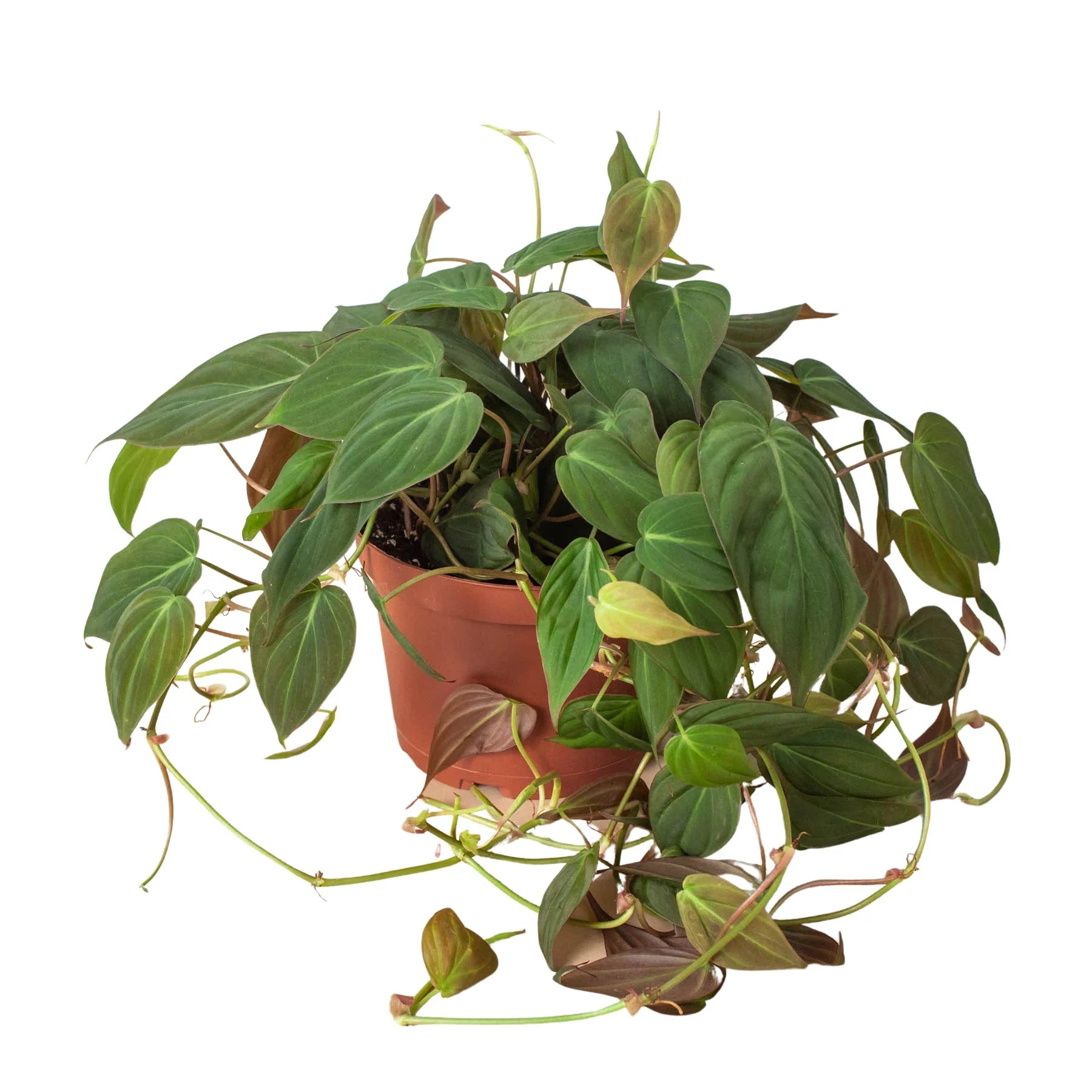 Philodendron 'Velvet' 4" potted plant
