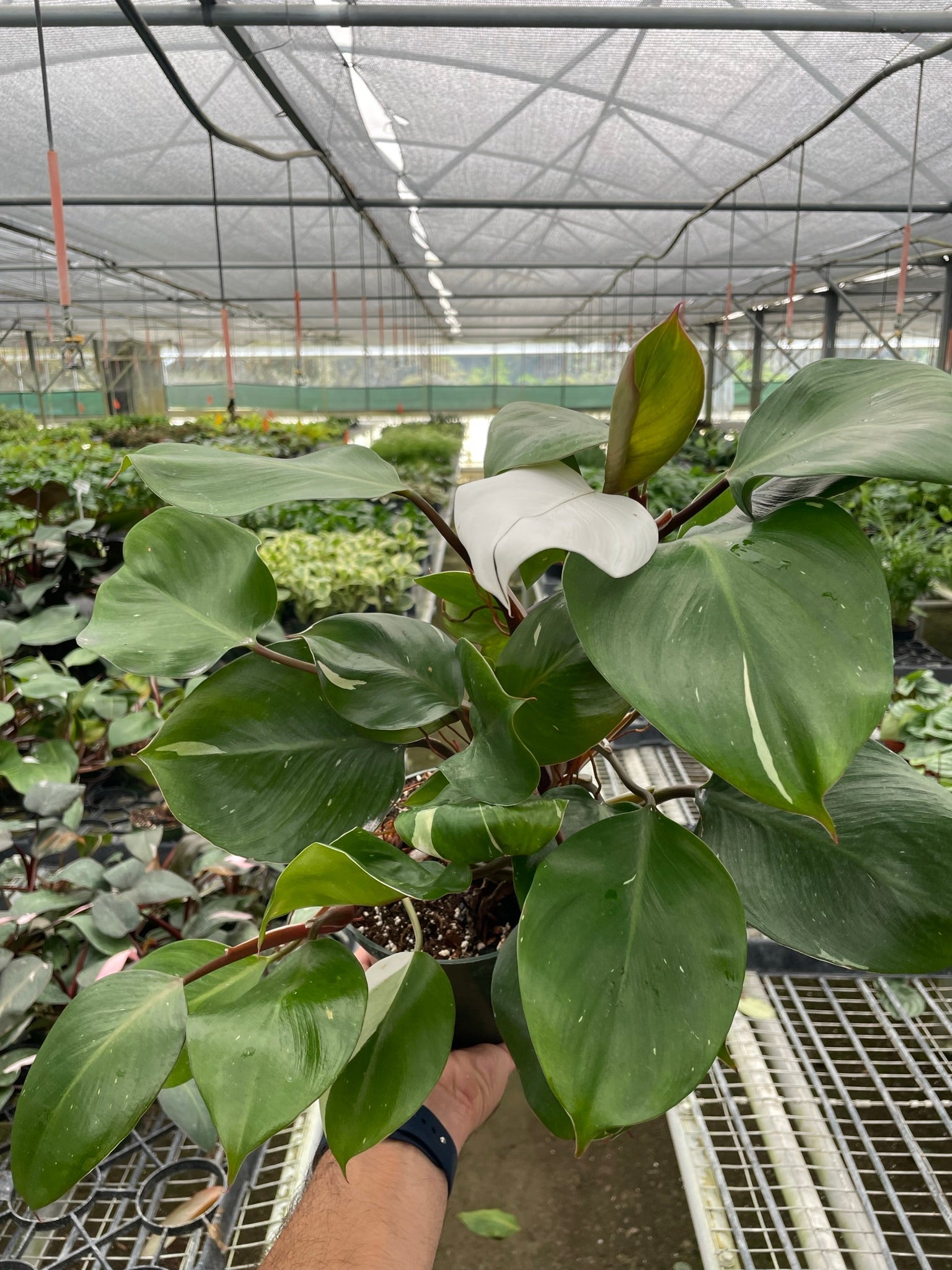 Philodendron 'White Knight' potted plant