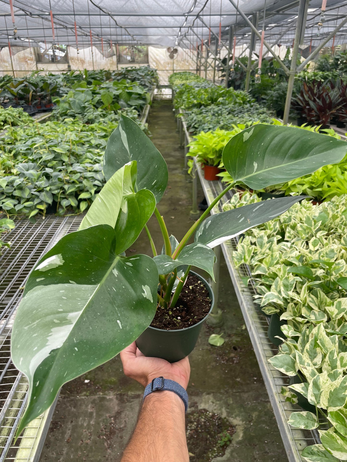 Philodendron 'White Princess' potted plant
