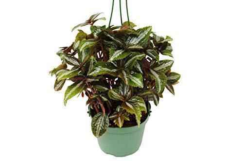 Pilea 'Bronze' 4" potted plant