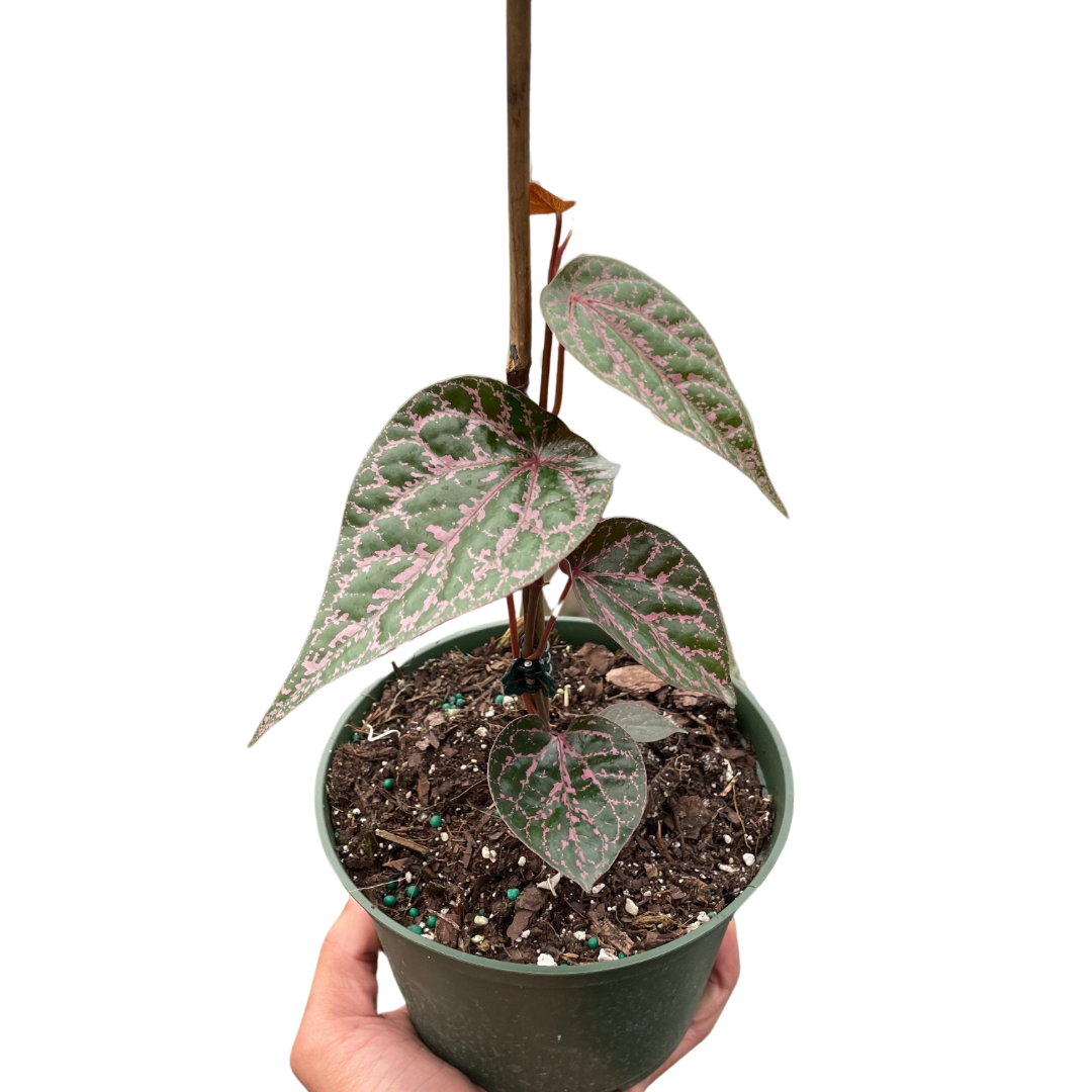 Piper 'Crocatum' potted plant