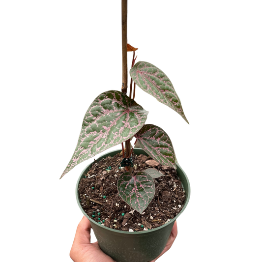 Piper 'Crocatum' potted plant