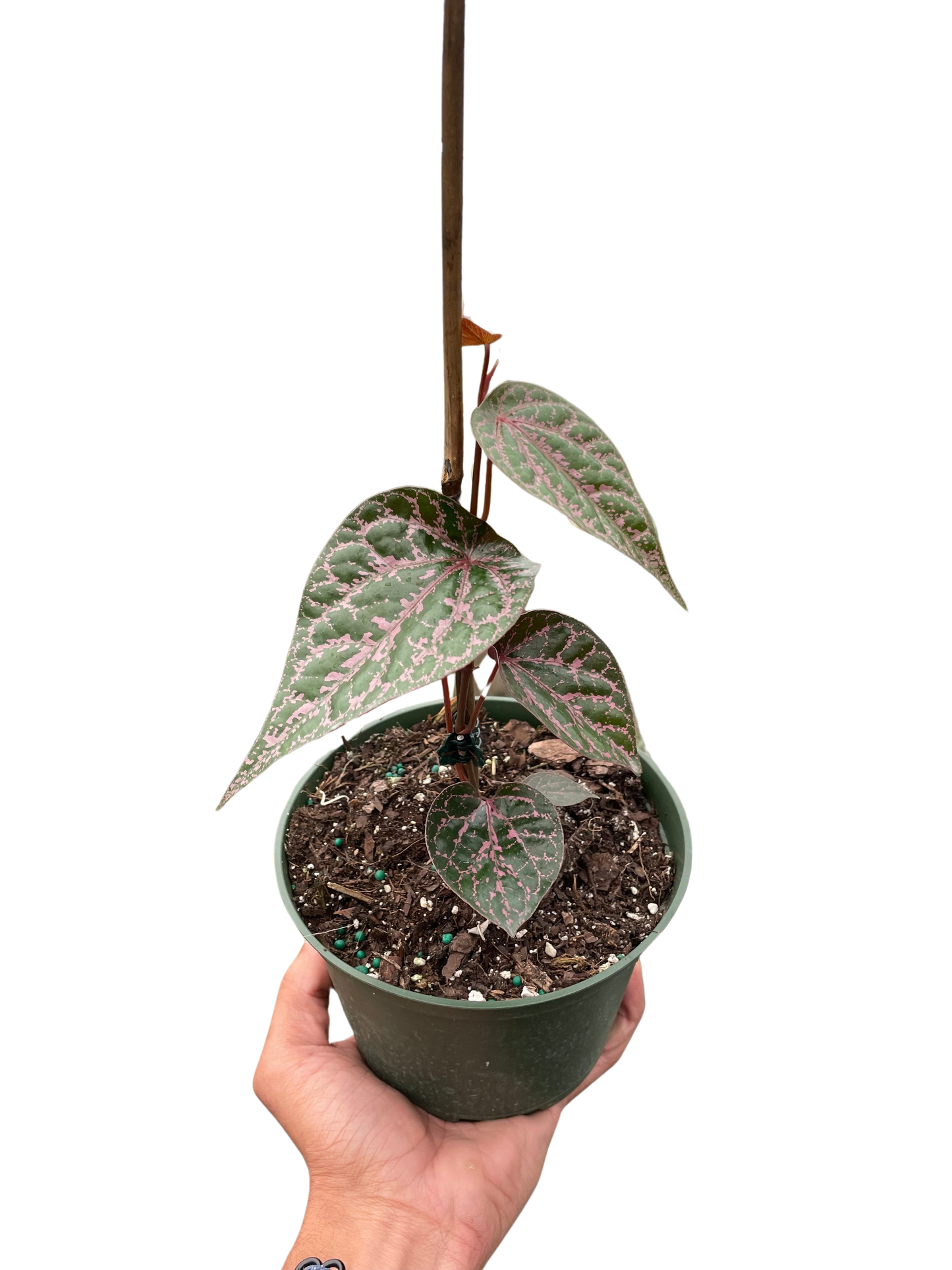 Piper 'Crocatum' potted plant