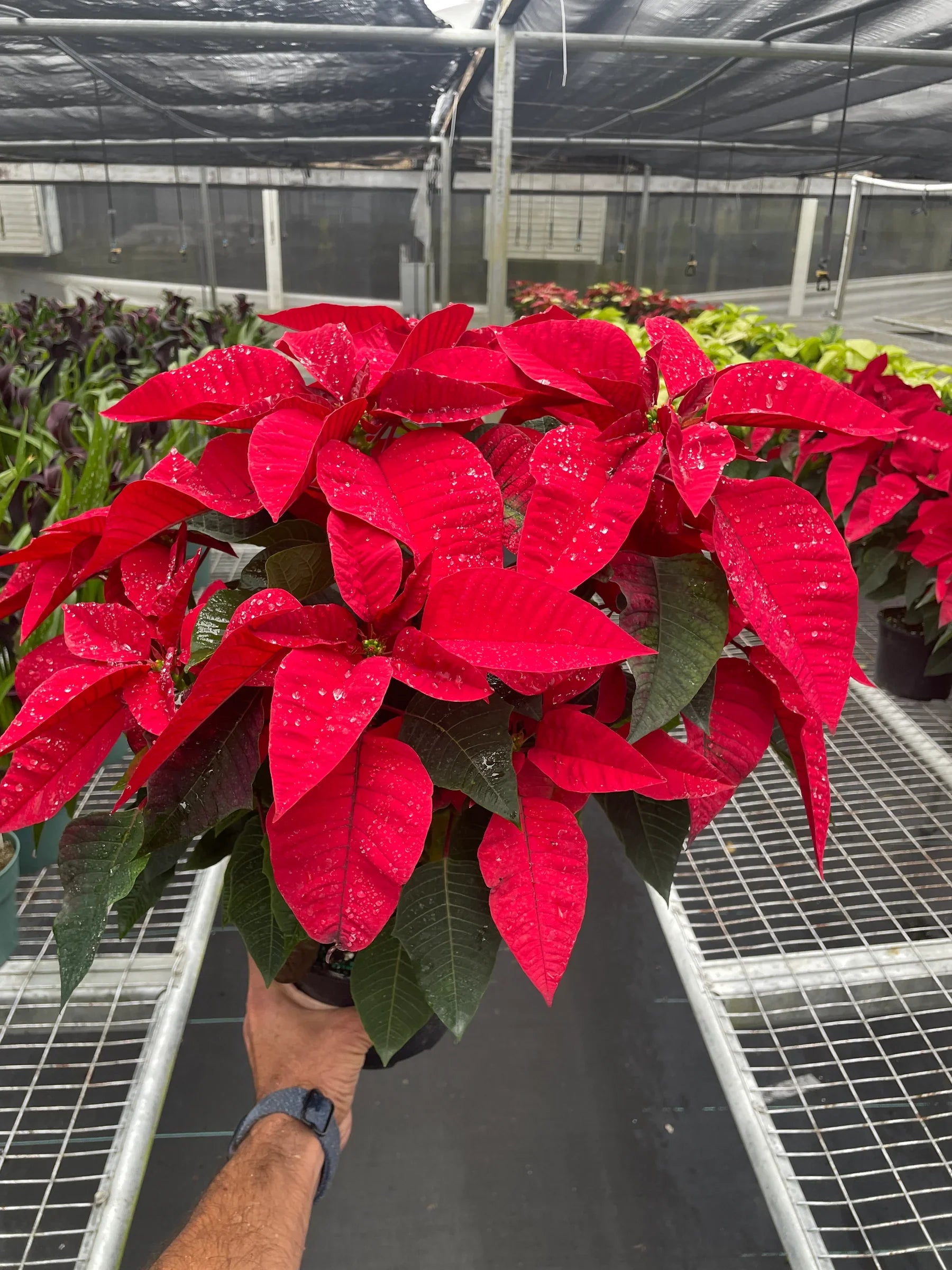 Poinsettia 'Red' potted plant