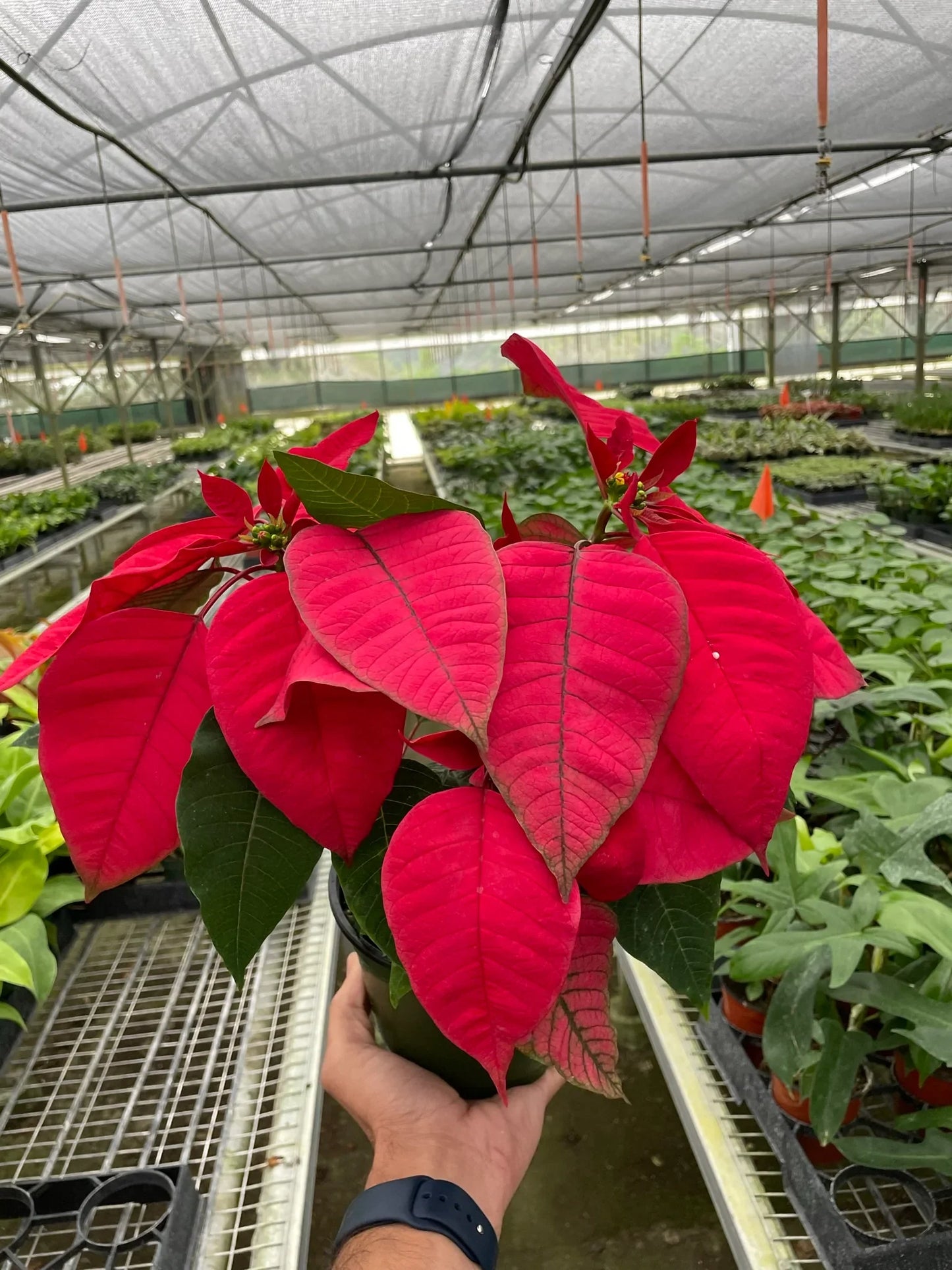 Poinsettia 'Red' potted plant