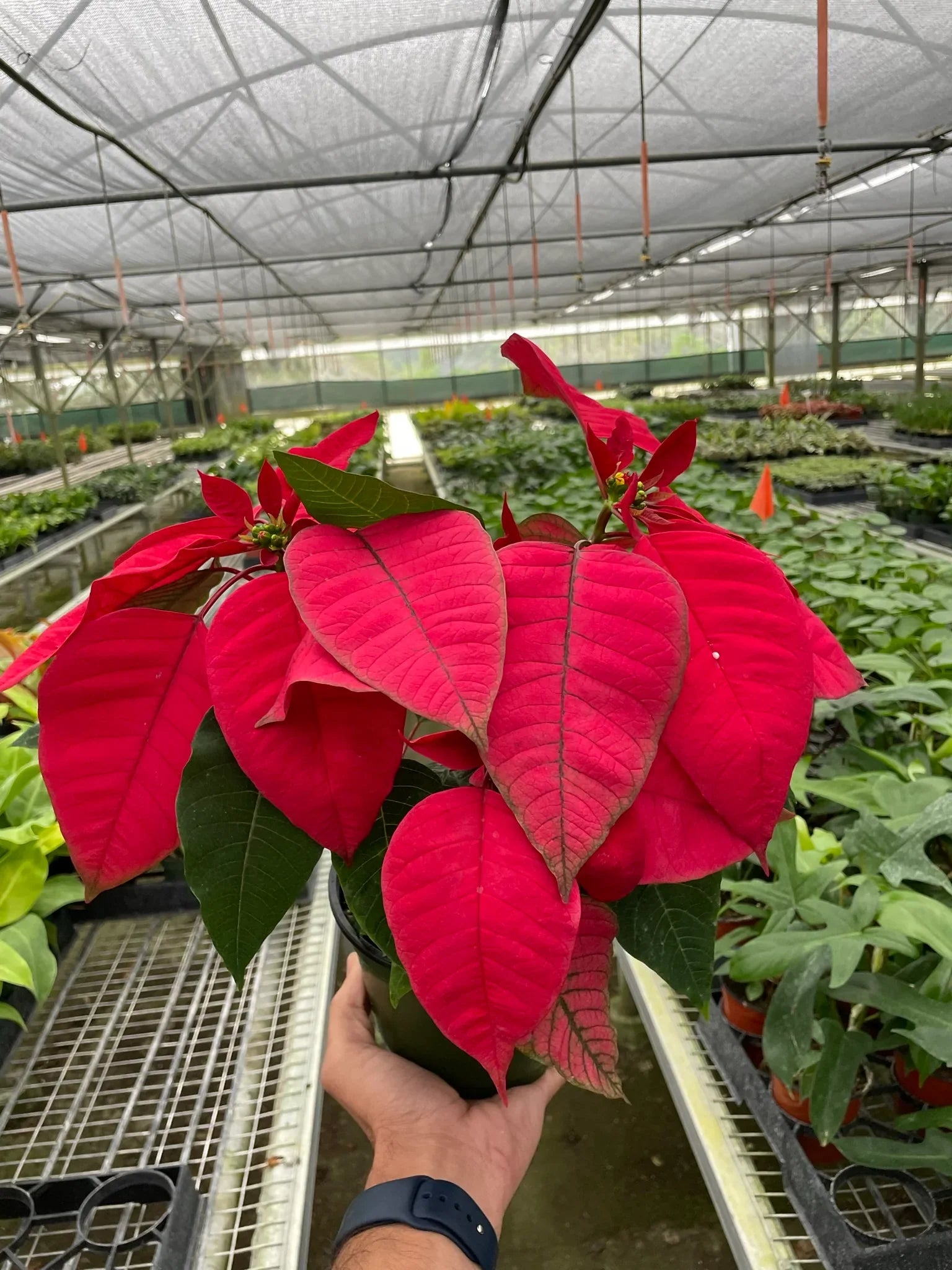 Poinsettia 'Red' potted plant