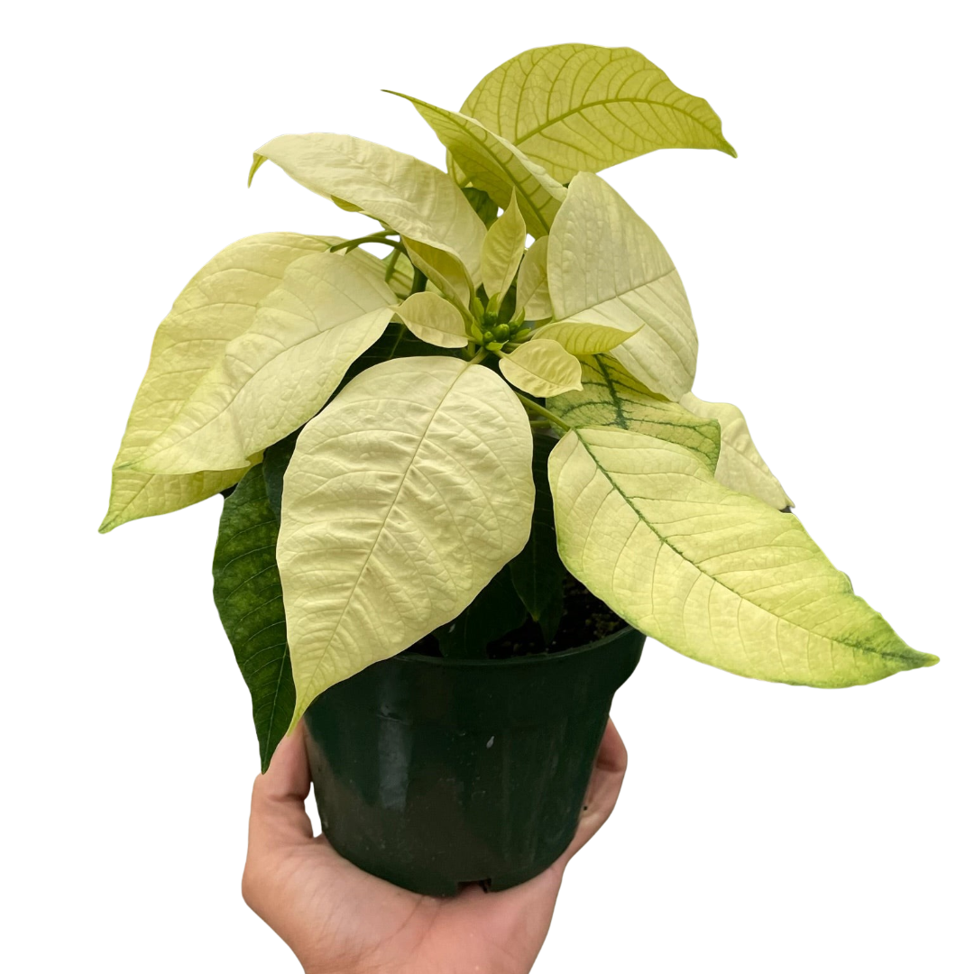 Poinsettia 'White' potted plant